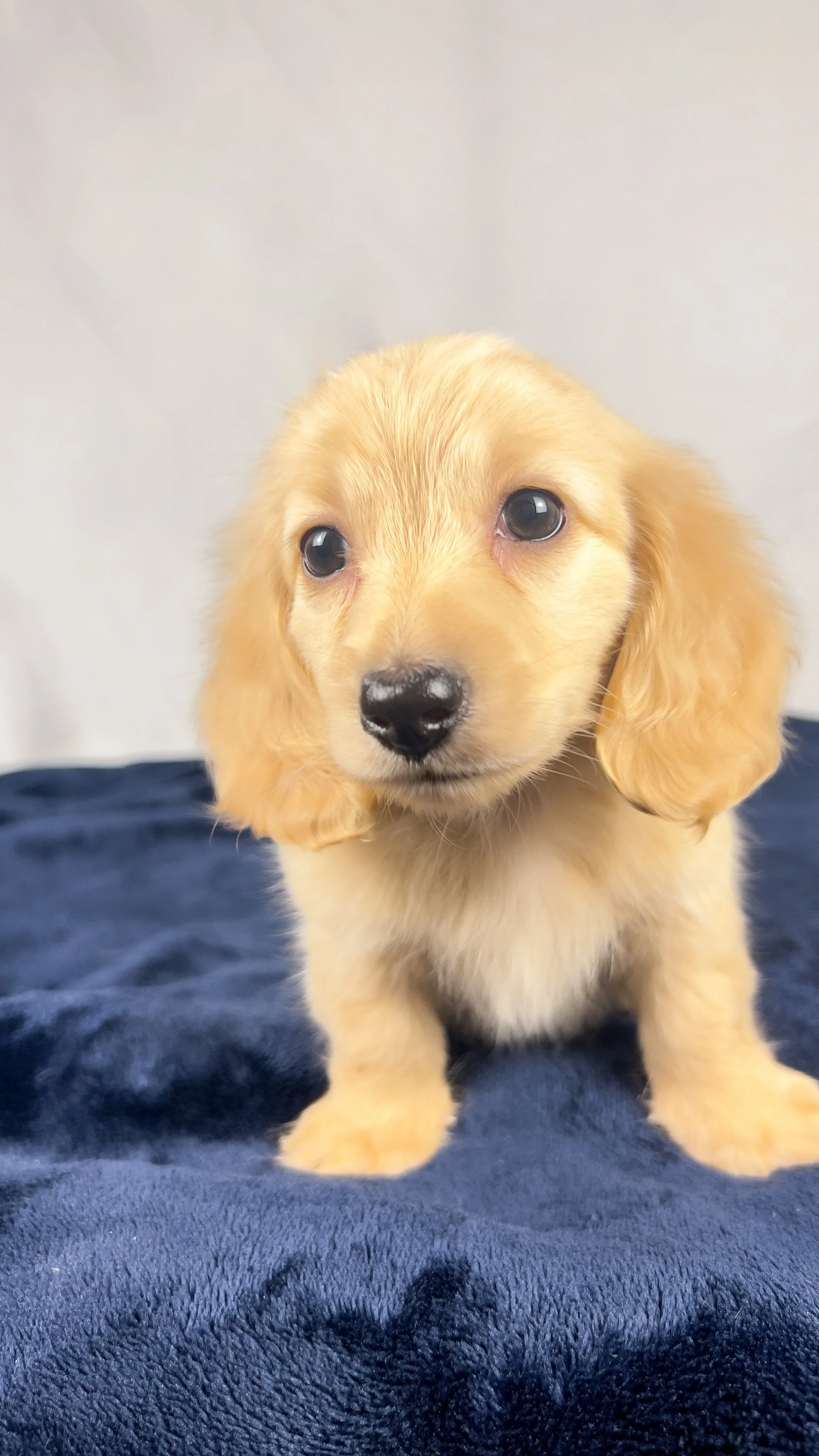 Wafer (RESERVED, longhaired boy)