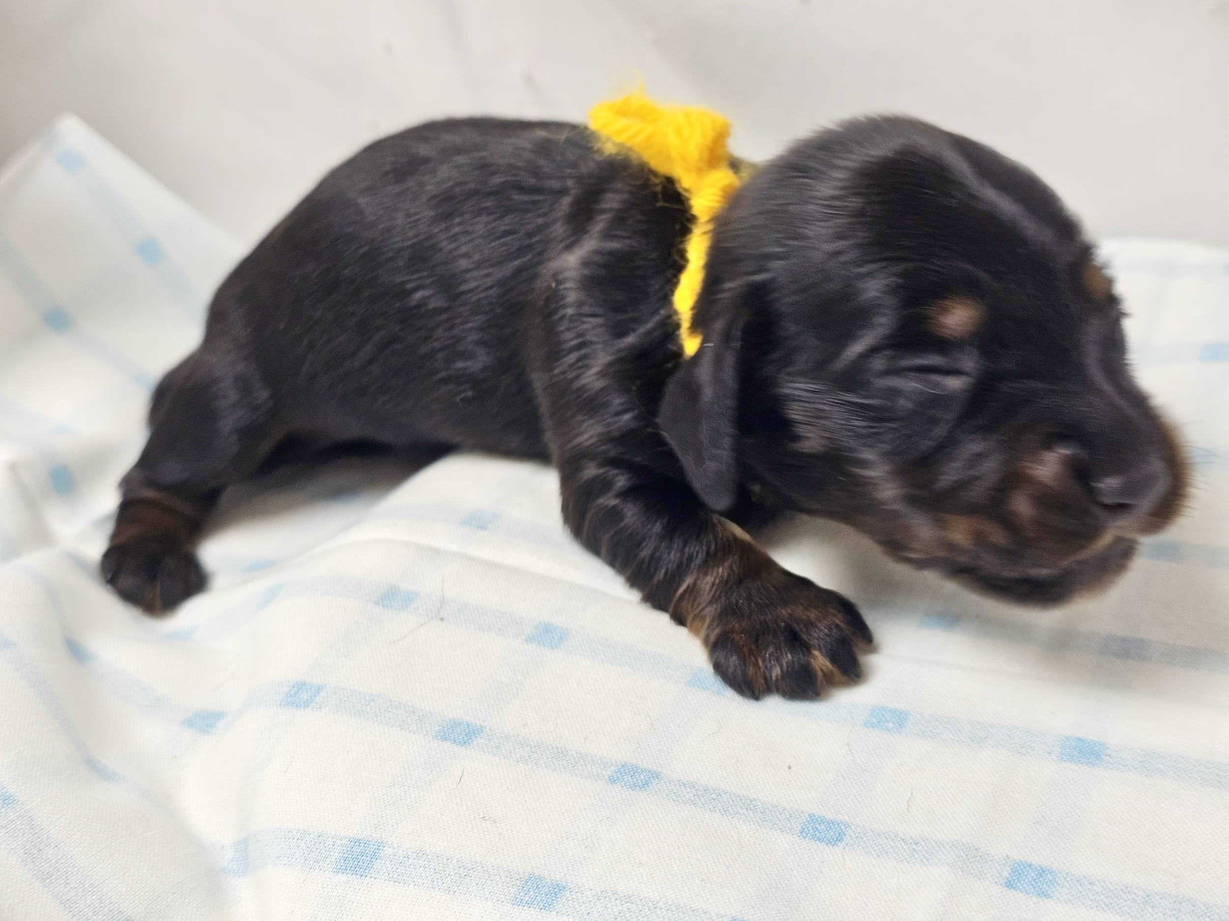 Twix (longhaired boy, $2500 with a $500 deposit towards total)