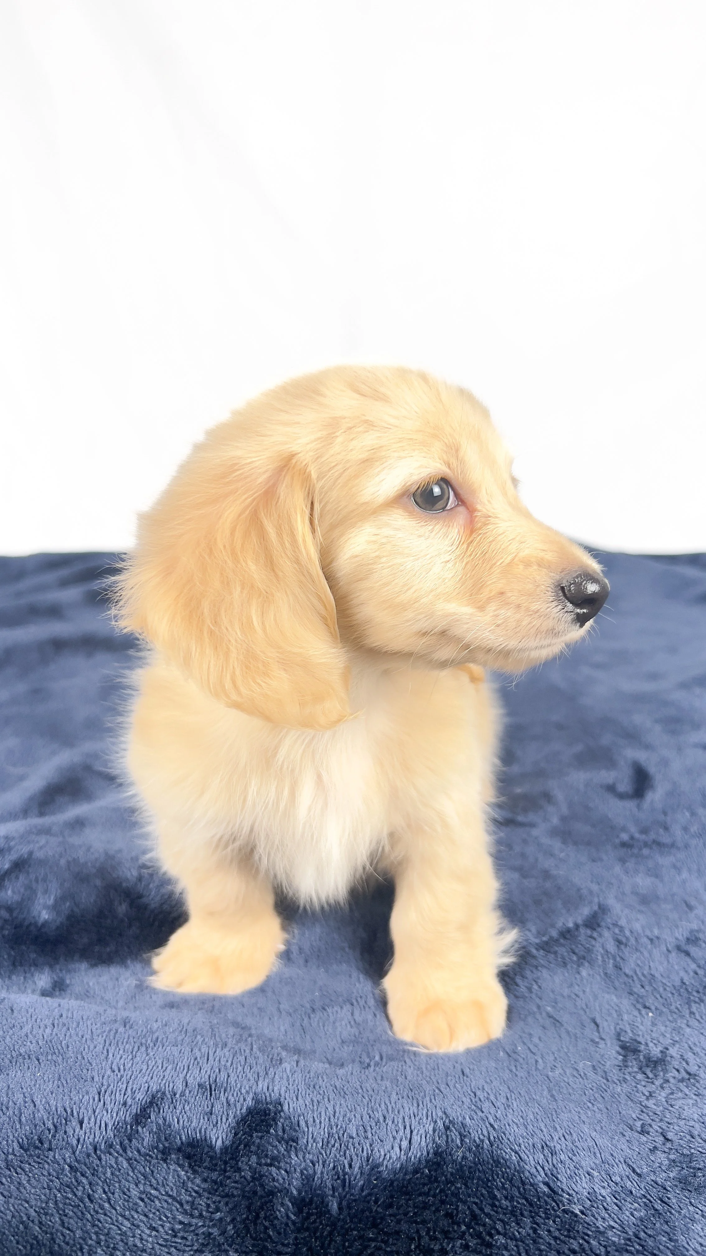 Wafer (RESERVED, longhaired boy)