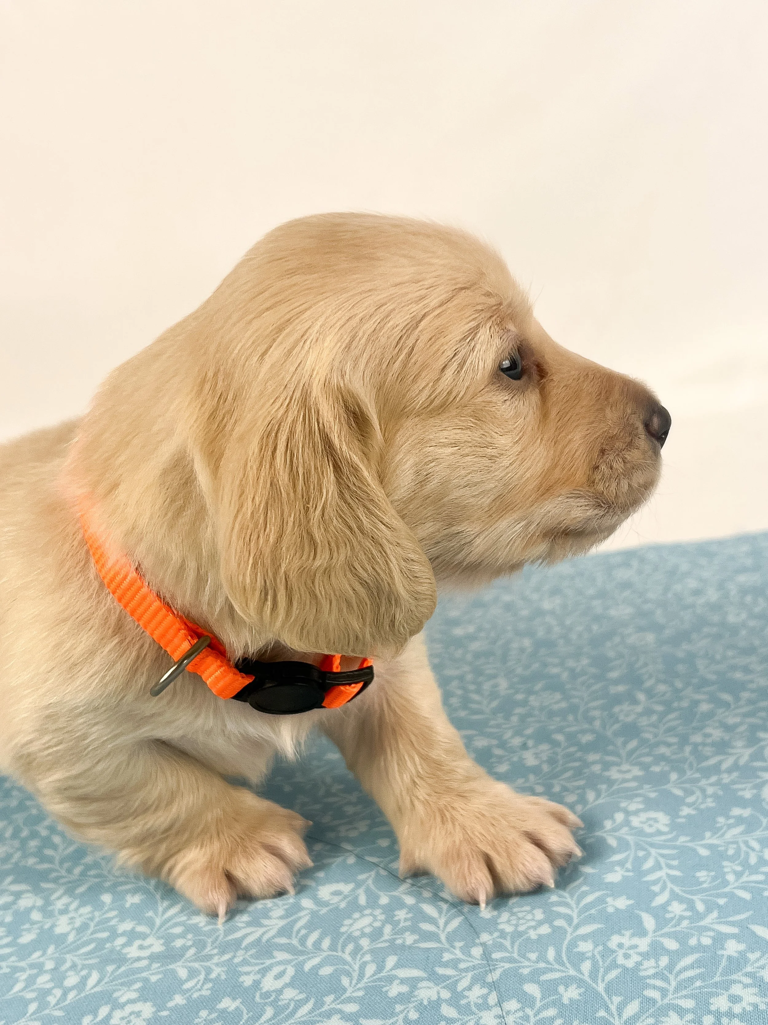 Cheddar aka Benson (RESERVED, longhaired boy)