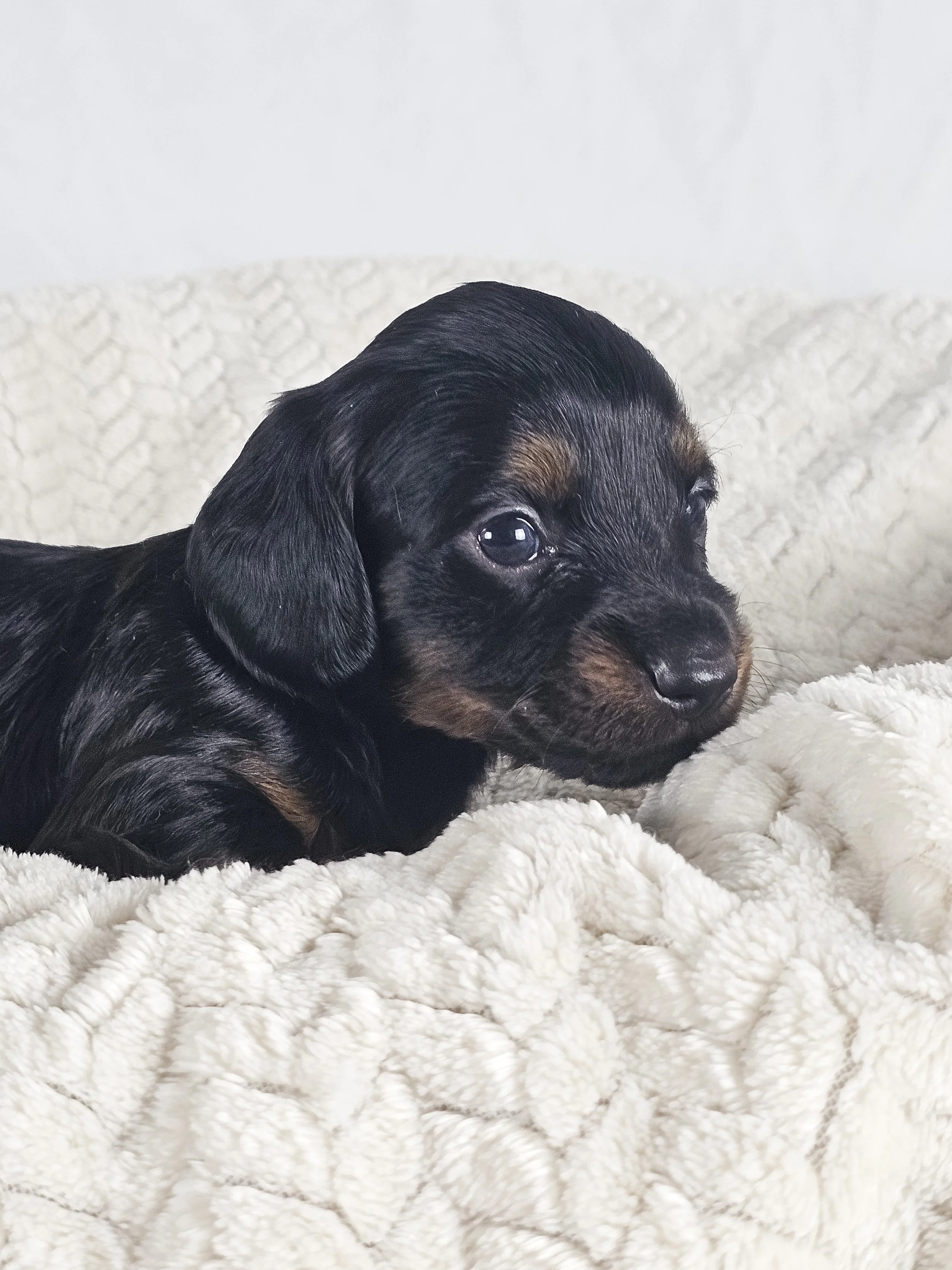 Brown sugar (longhaired boy, $2000 with a $500 deposit towards total)