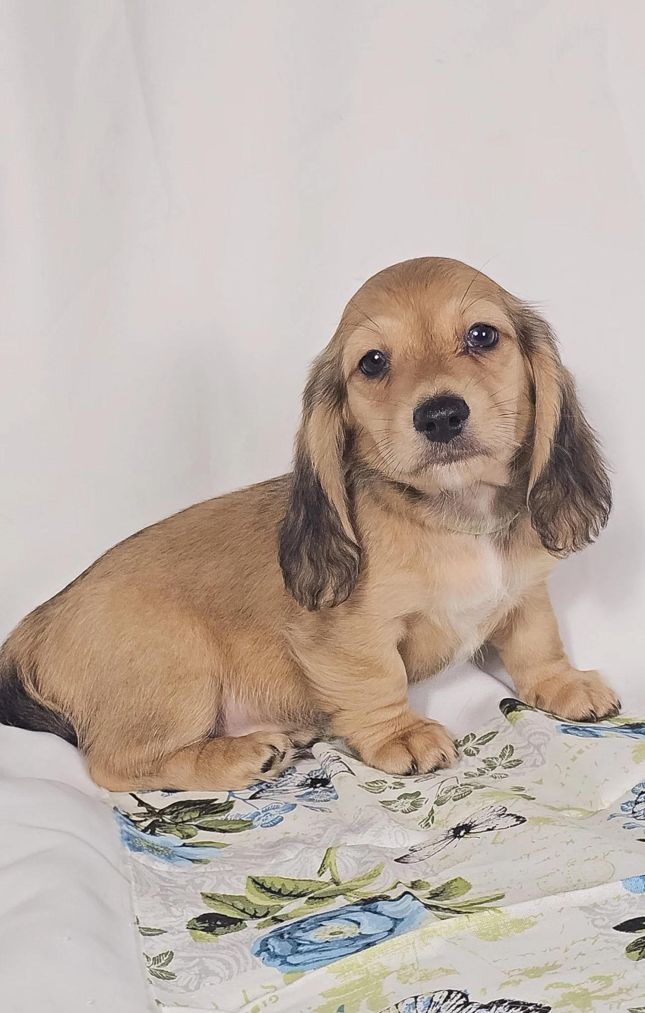 Pickles aka Tyson (RESERVED, longhaired boy)