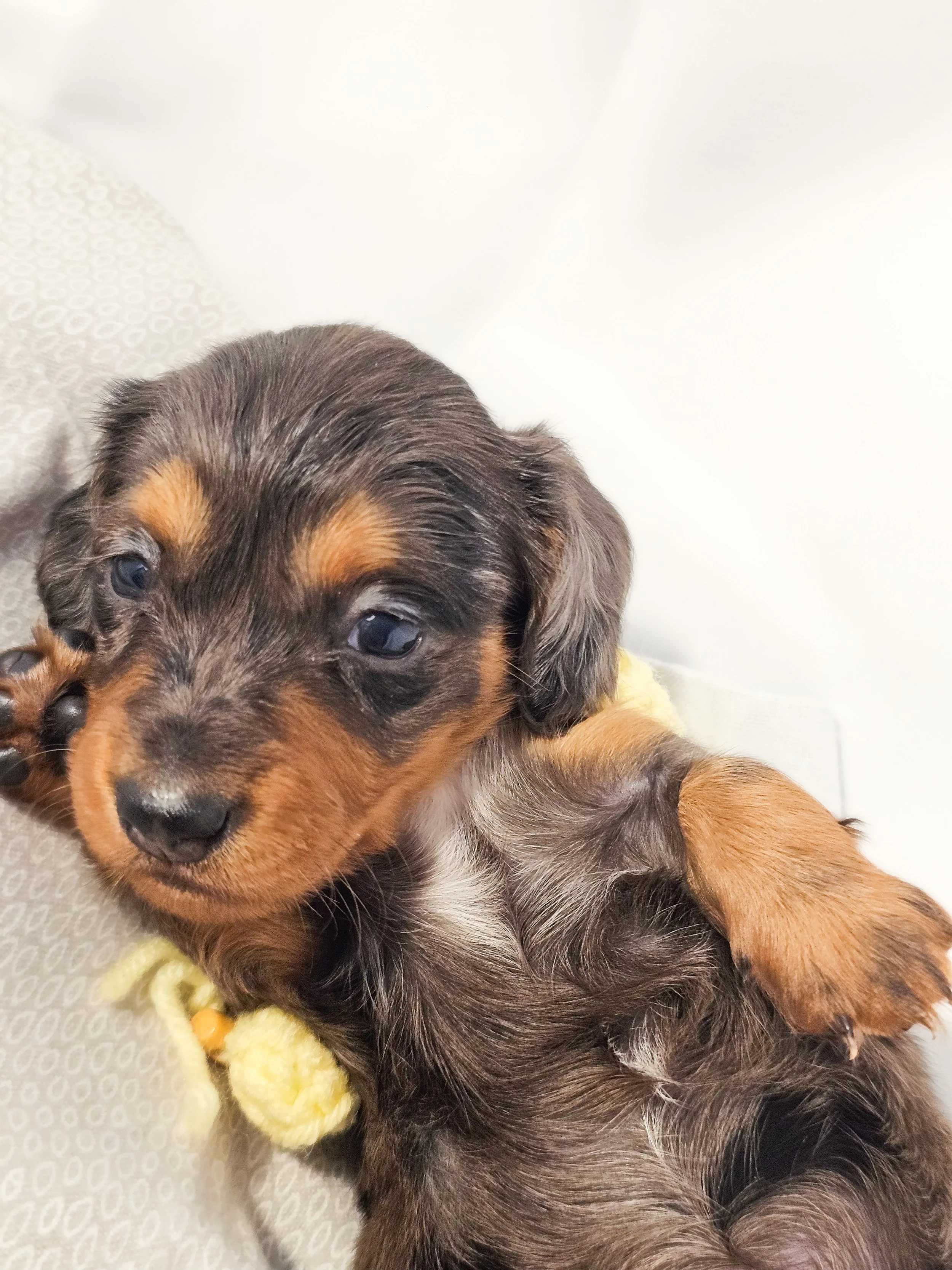 Peeps (RESERVED, longhaired girl)