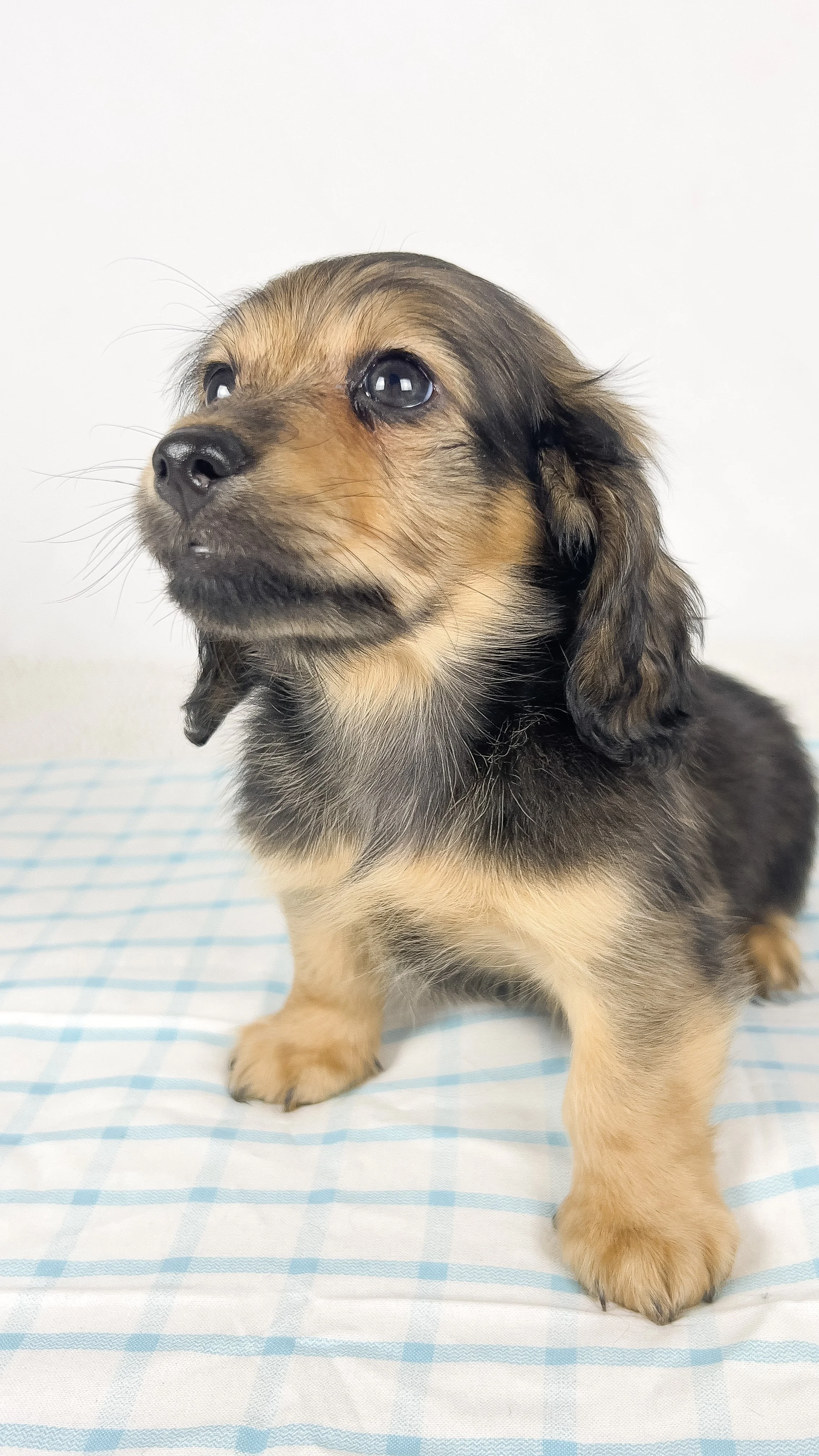 Coca-cola aka Walter (RESERVED, longhaired boy)