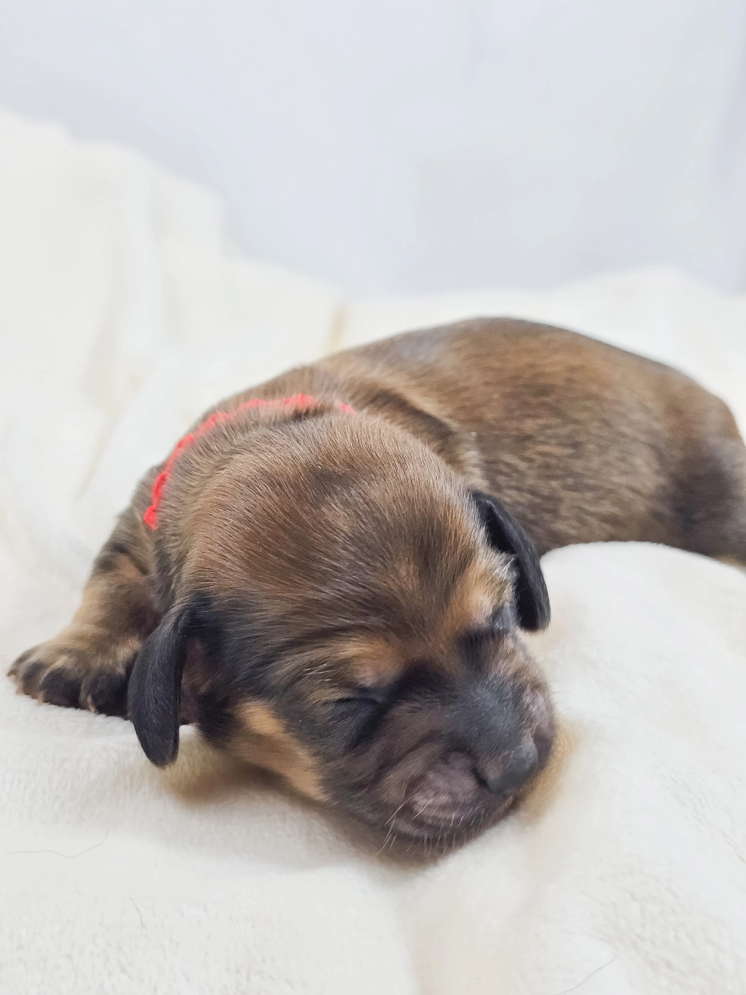 Patty (longhaired boy, $3300 with a $500 deposit towards total)