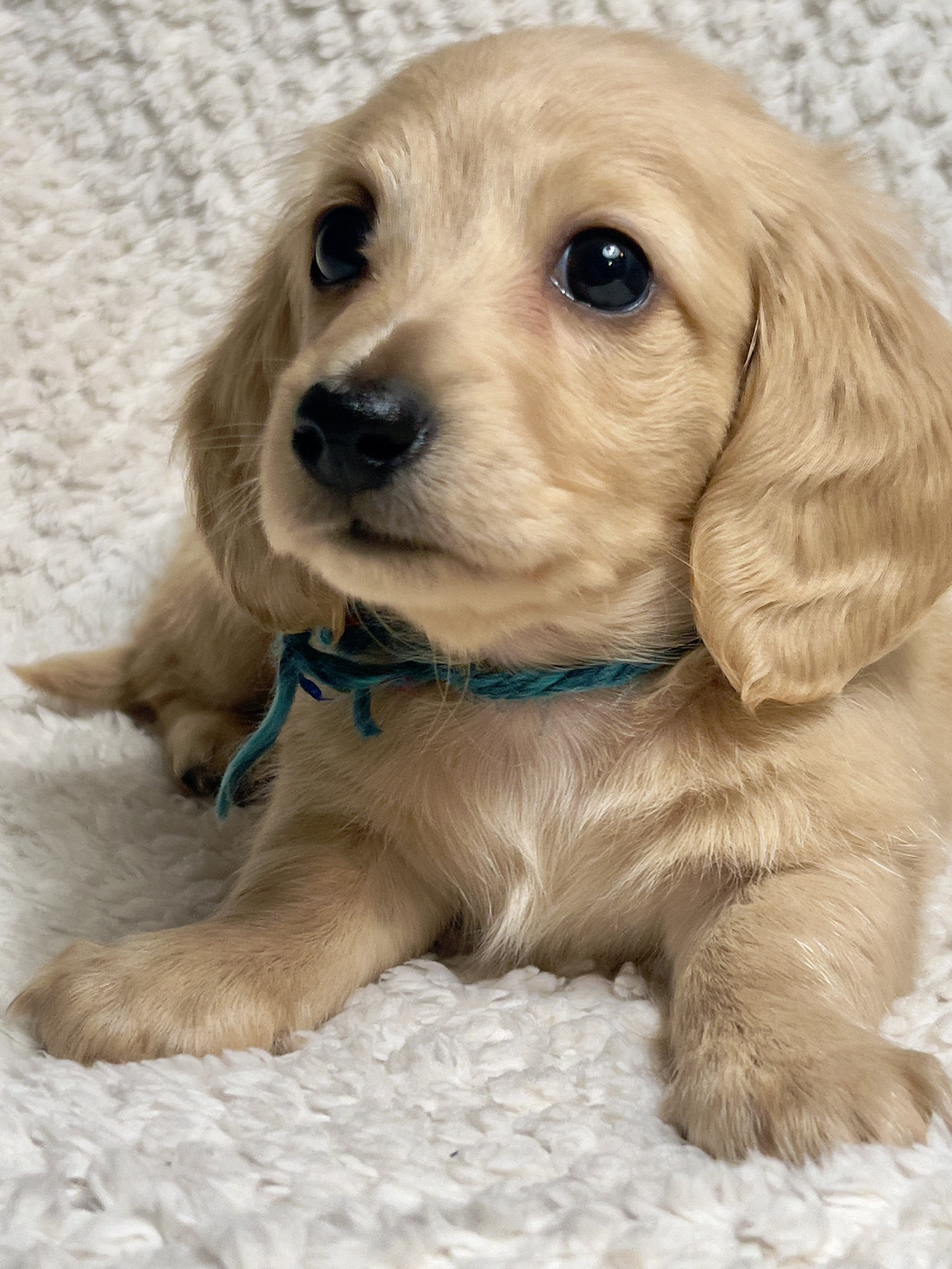 Confetti aka Dobby (RESERVED, longhaired boy)