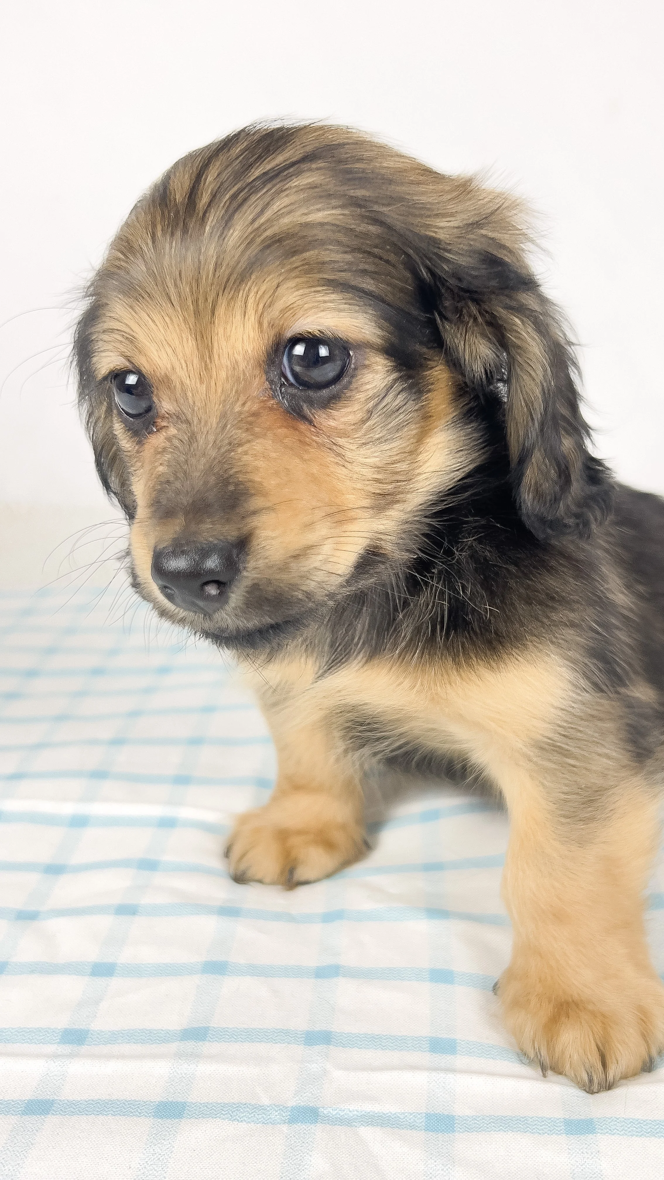 Coca-cola aka Walter (RESERVED, longhaired boy)