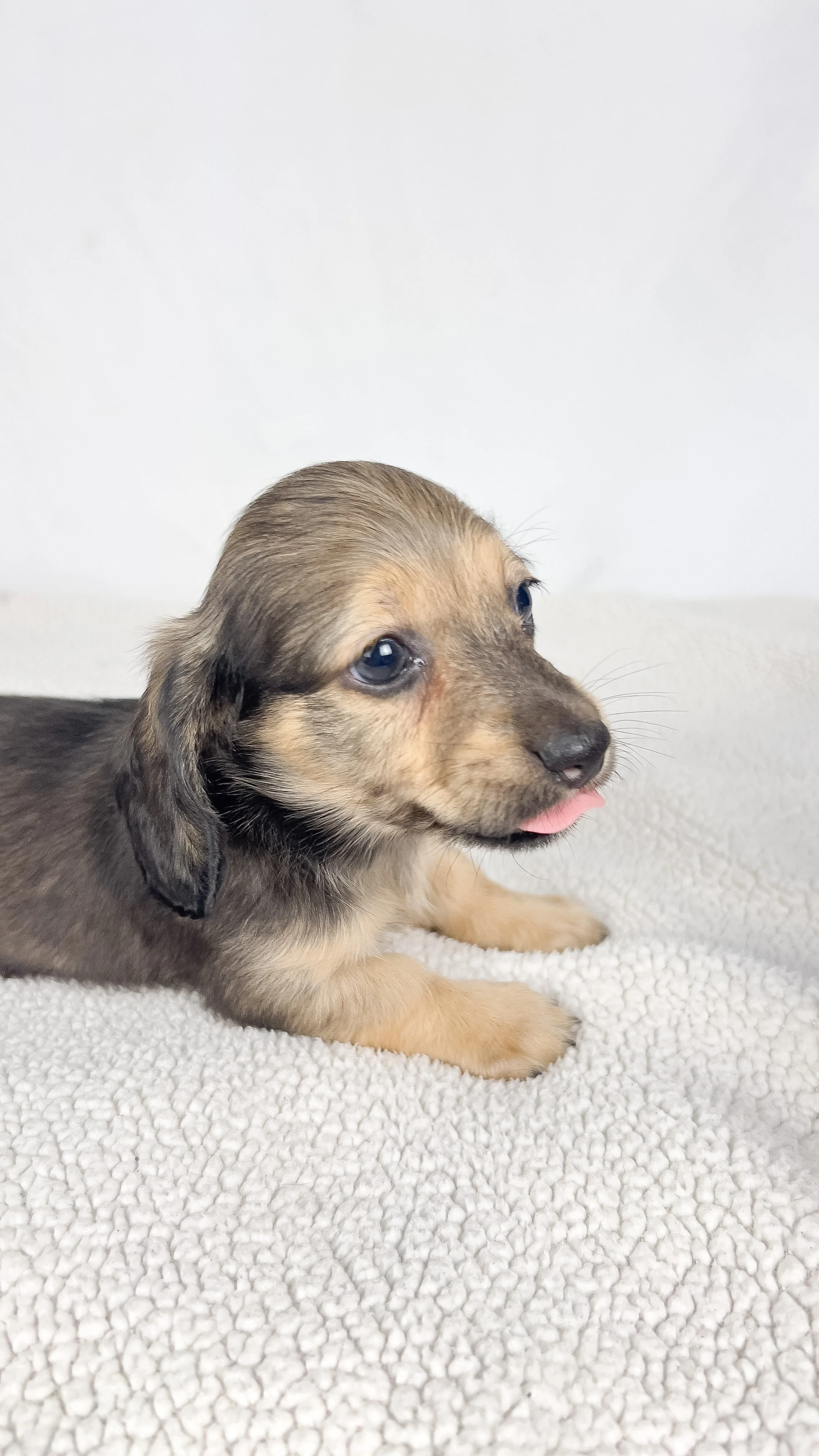Slice (longhaired boy, $3000 with a $500 deposit towards total)