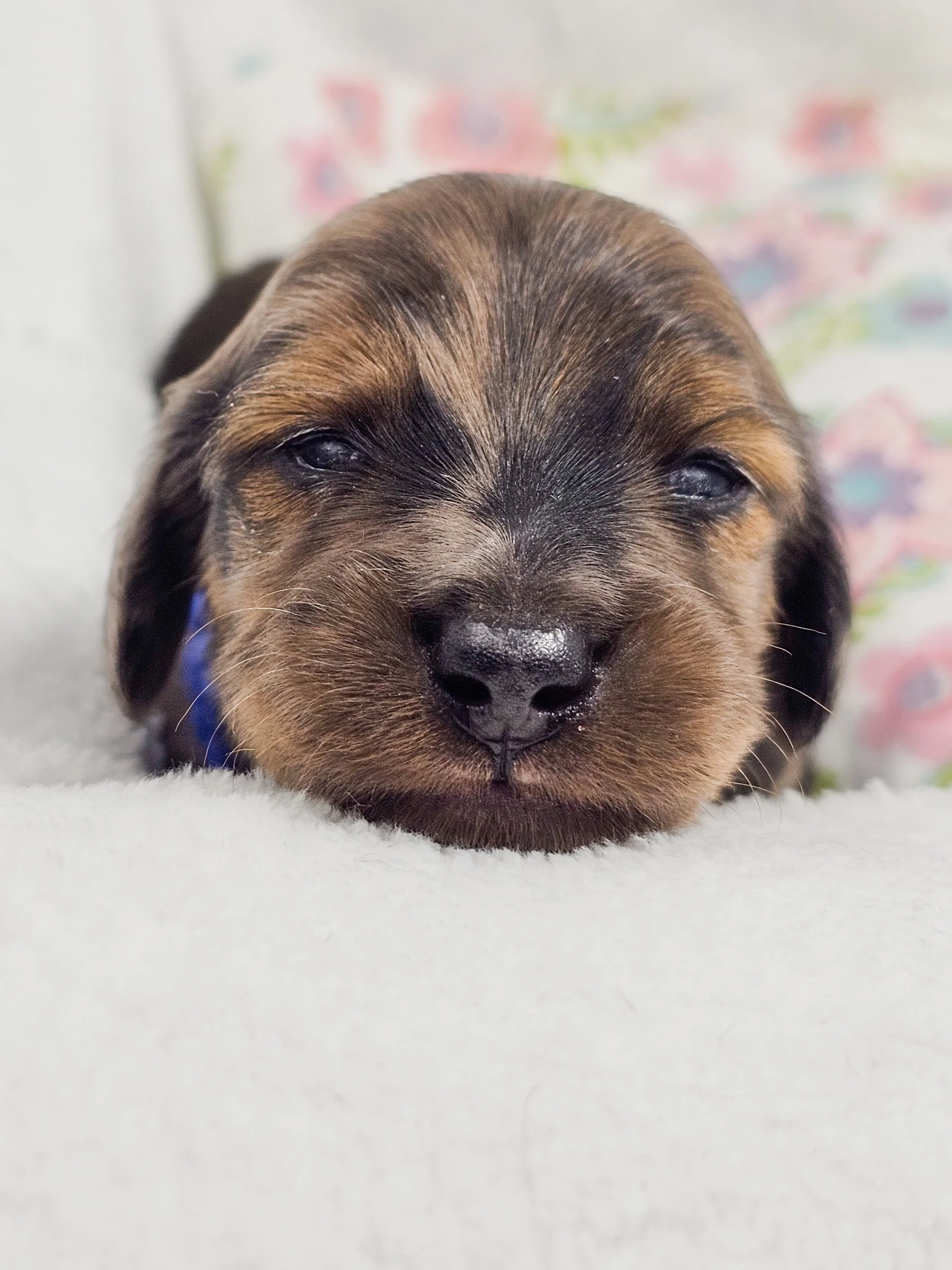 Bucket (RESERVED, longhaired boy)