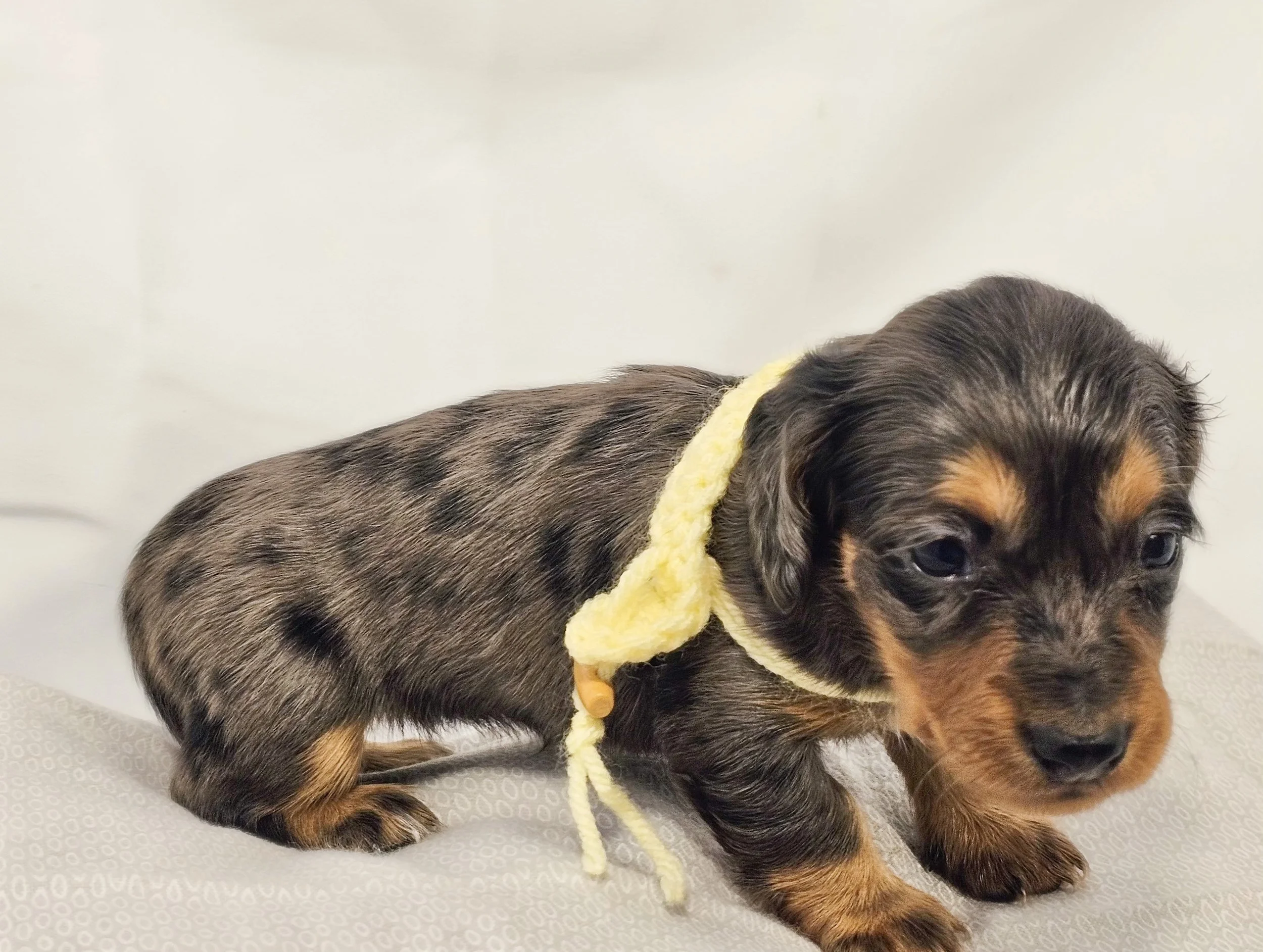 Peeps (RESERVED, longhaired girl)