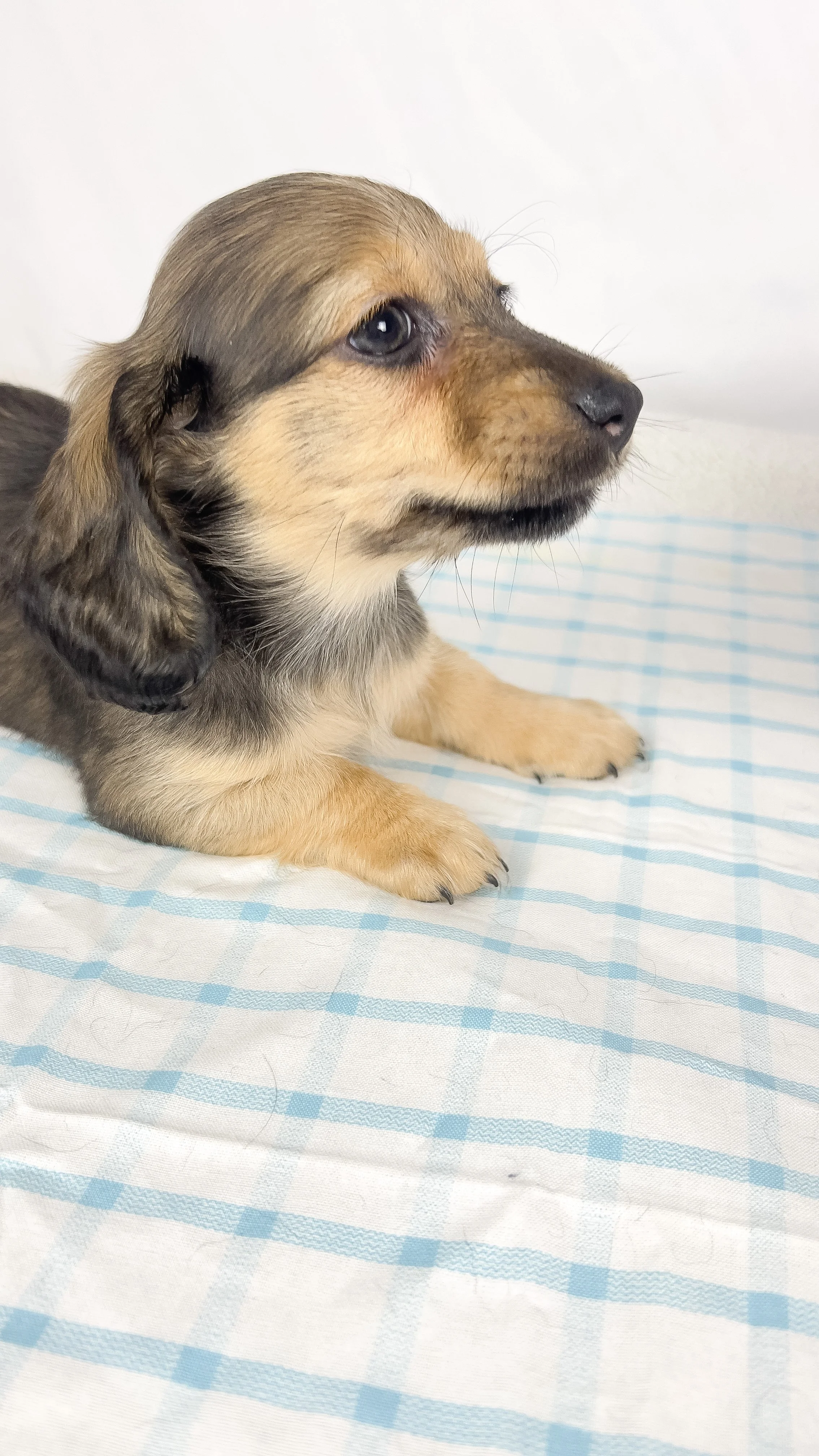 Slice (RESERVED, longhaired boy)