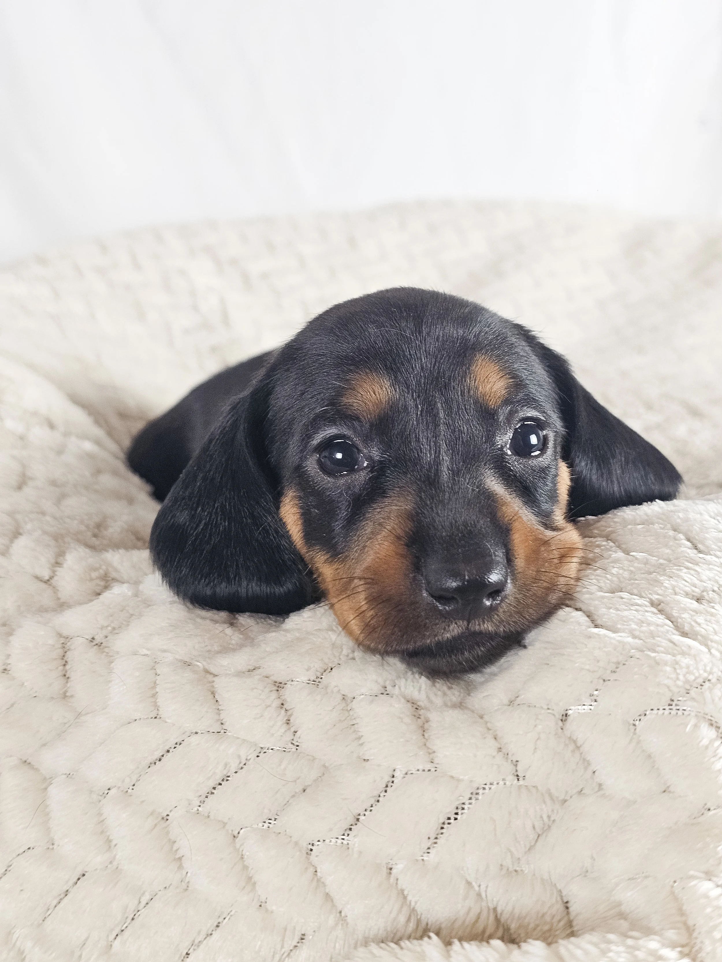 Mango (shorthaired girl, $2000 with a $500 deposit towards total)