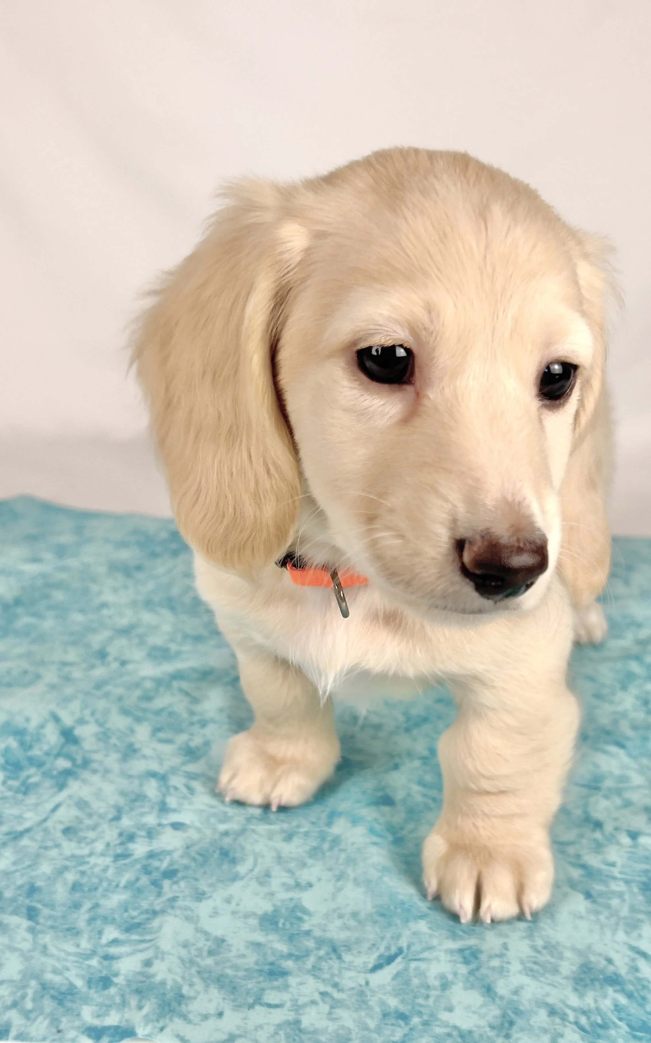 Cheddar aka Benson (RESERVED, longhaired boy)