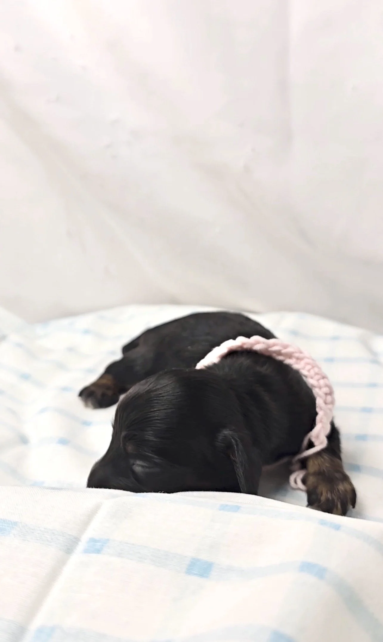 Reese's (longhaired girl, $2500 with a $500 deposit towards total)