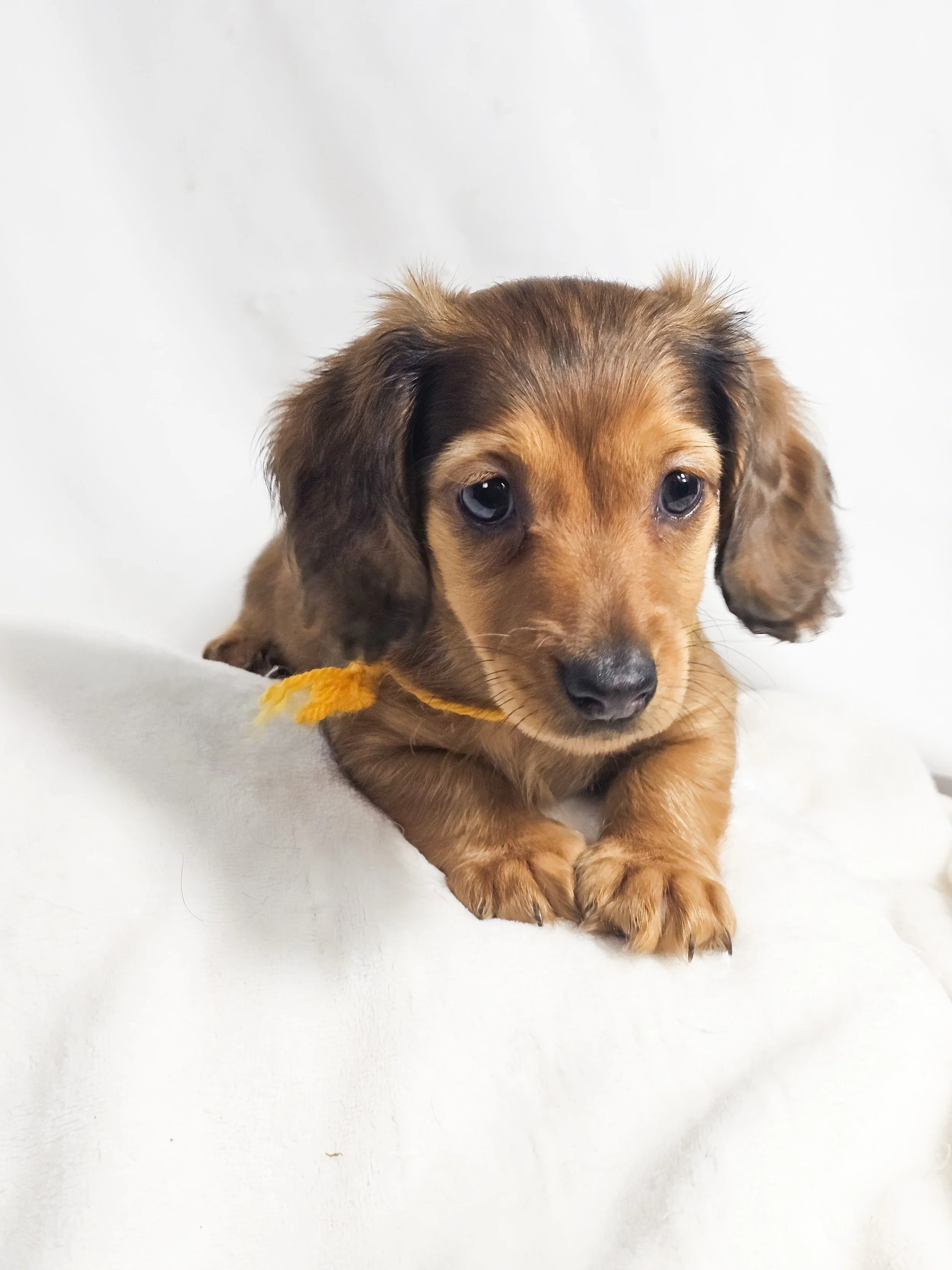 Plum aka Kylo (RESERVED, longhaired boy)