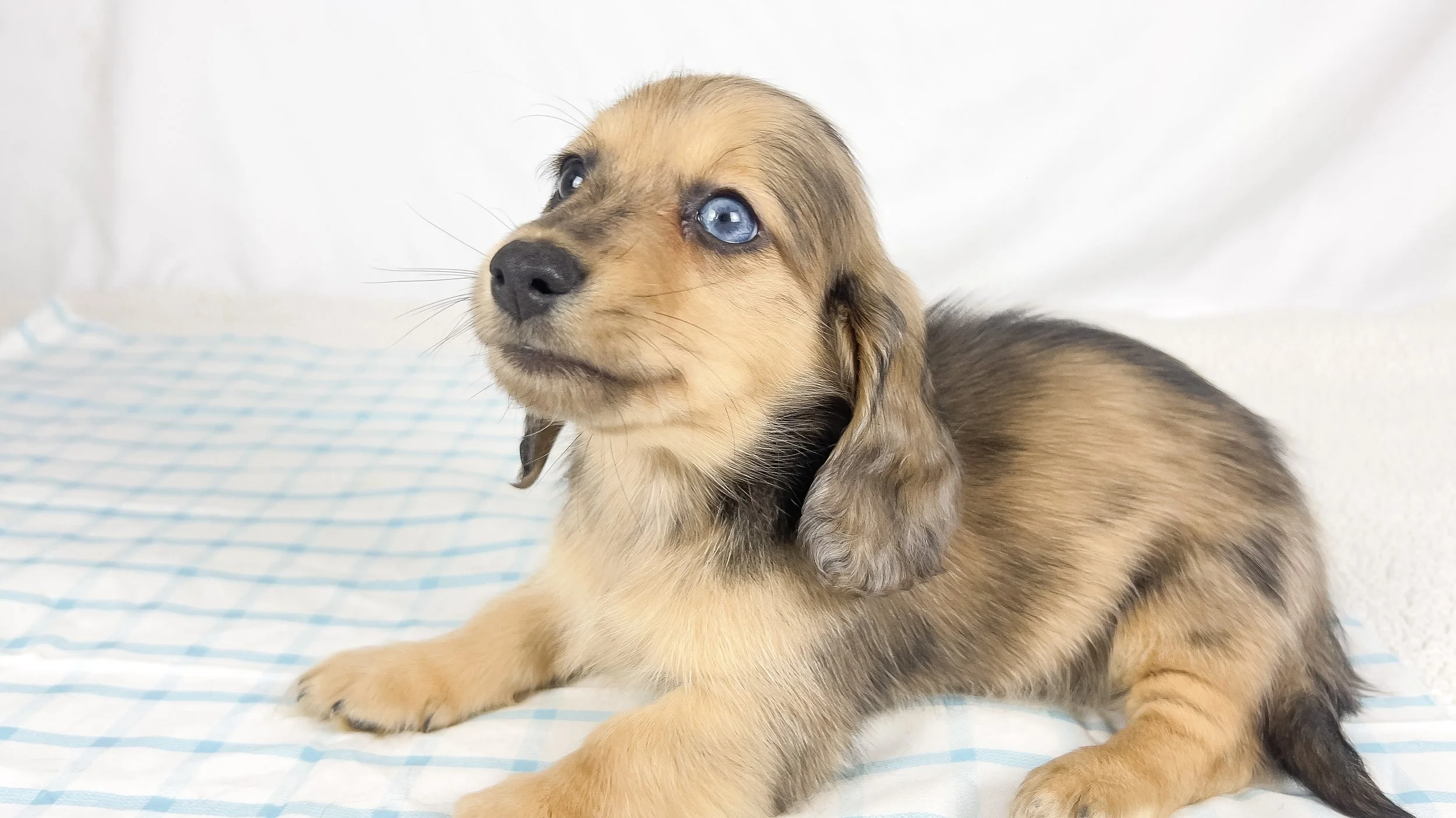 Chicken bake (RESERVED, longhaired boy)