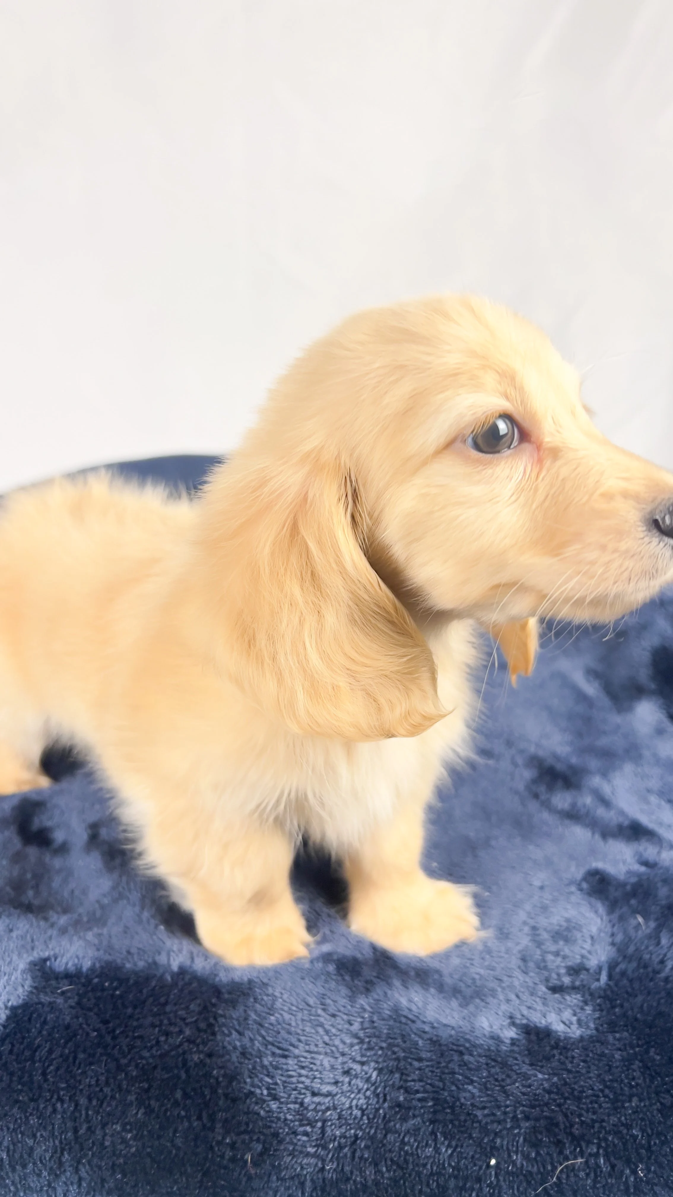 Wafer (RESERVED, longhaired boy)