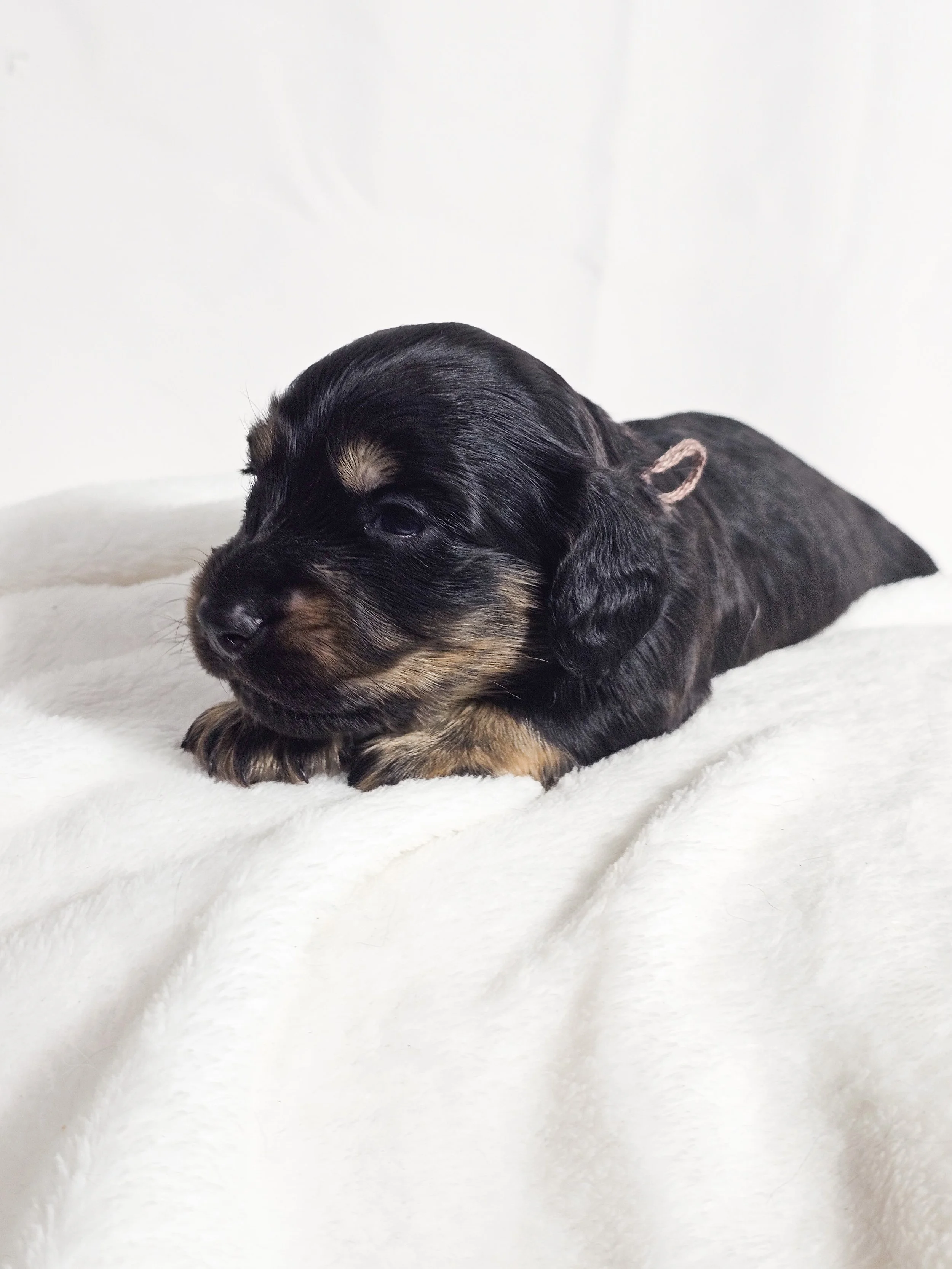 Chocolate Cream (longhaired boy, $3000 with a $500 deposit towards total)