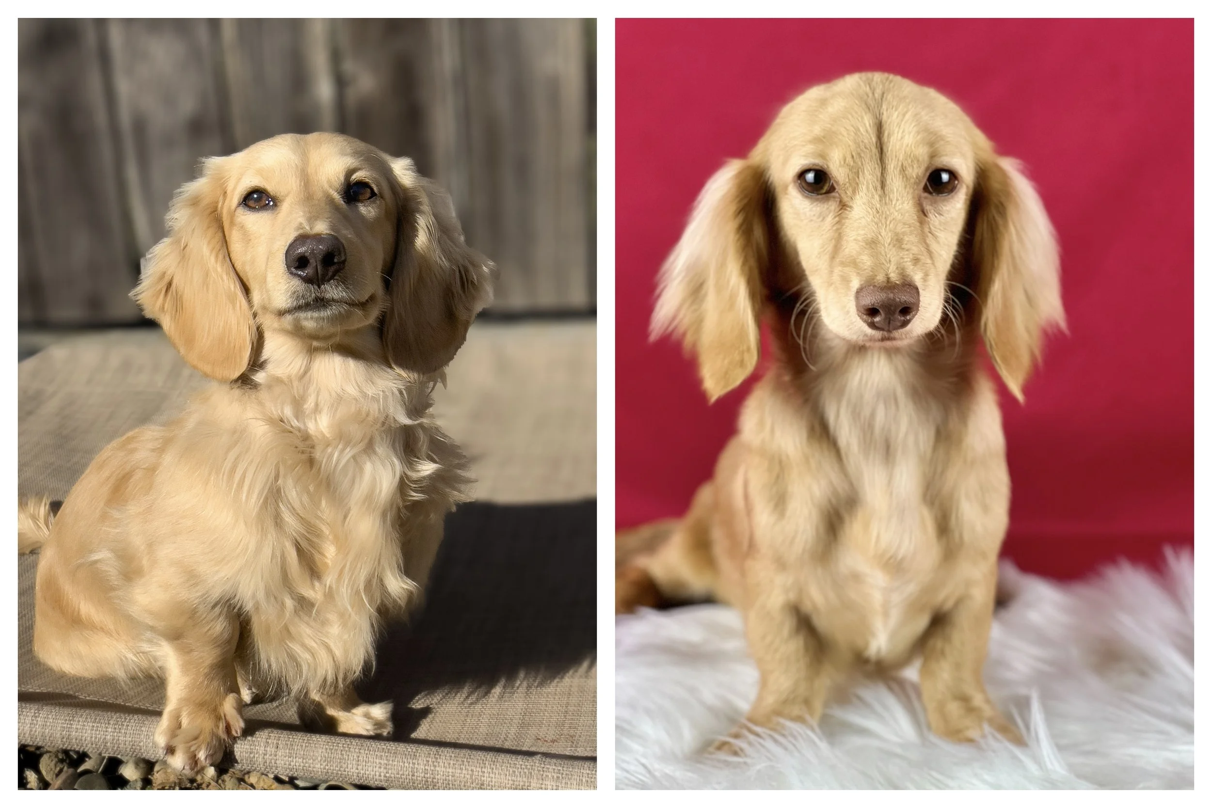 Side-by-side photos of two long-haired dachshund puppies with brown and black fur, both sitting on carpeted floors indoors.