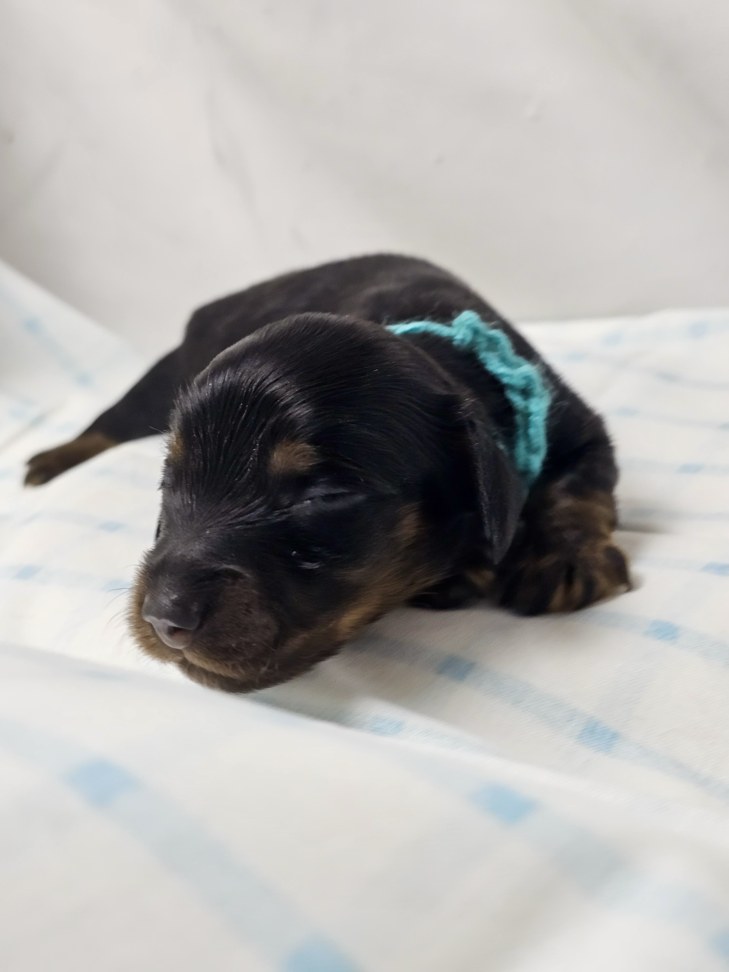 Jolly Rancher (longhaired boy, $2500 with a $500 deposit towards total)