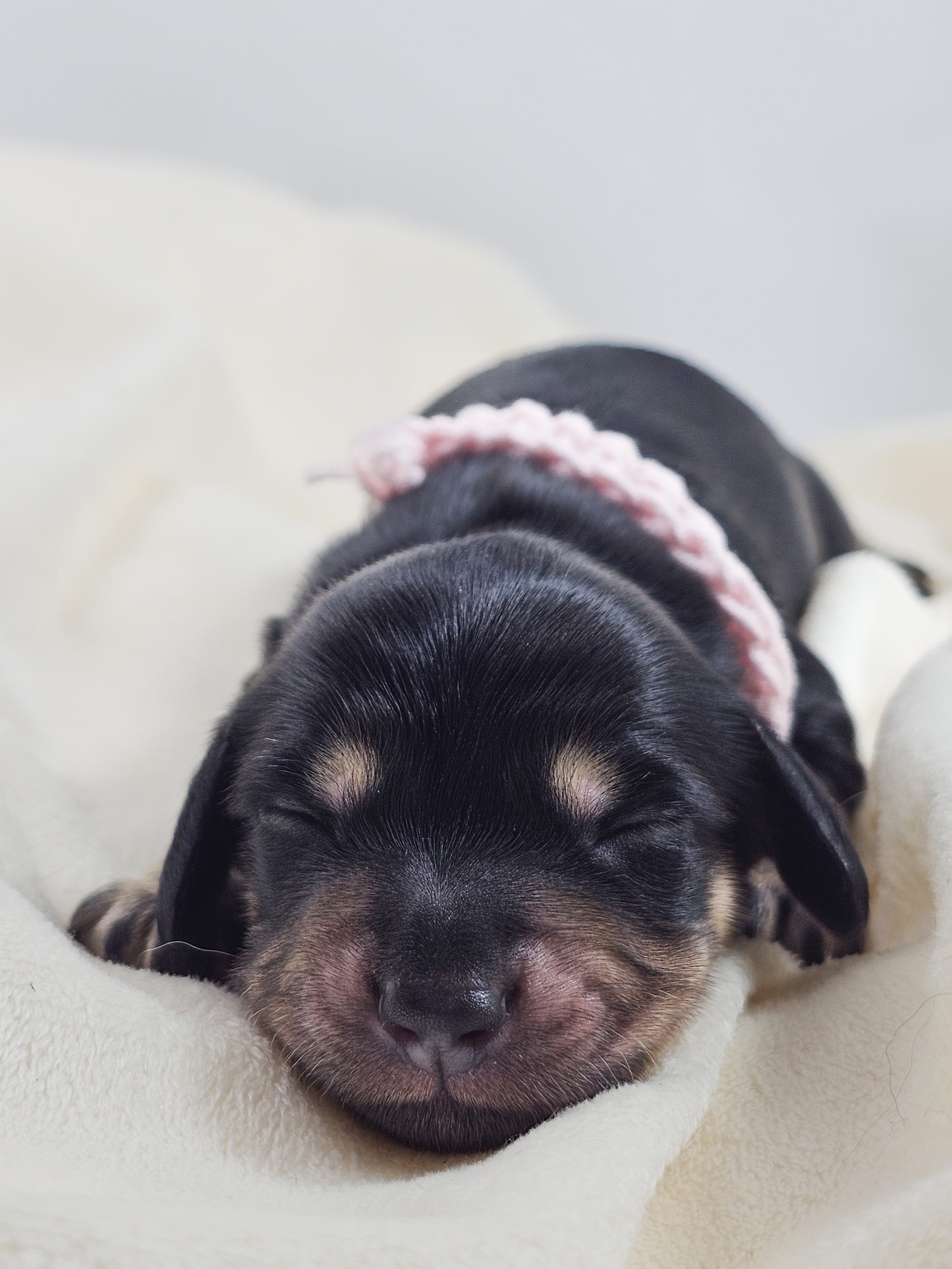 Bun (longhaired girl, $3300 with a $500 deposit towards total)