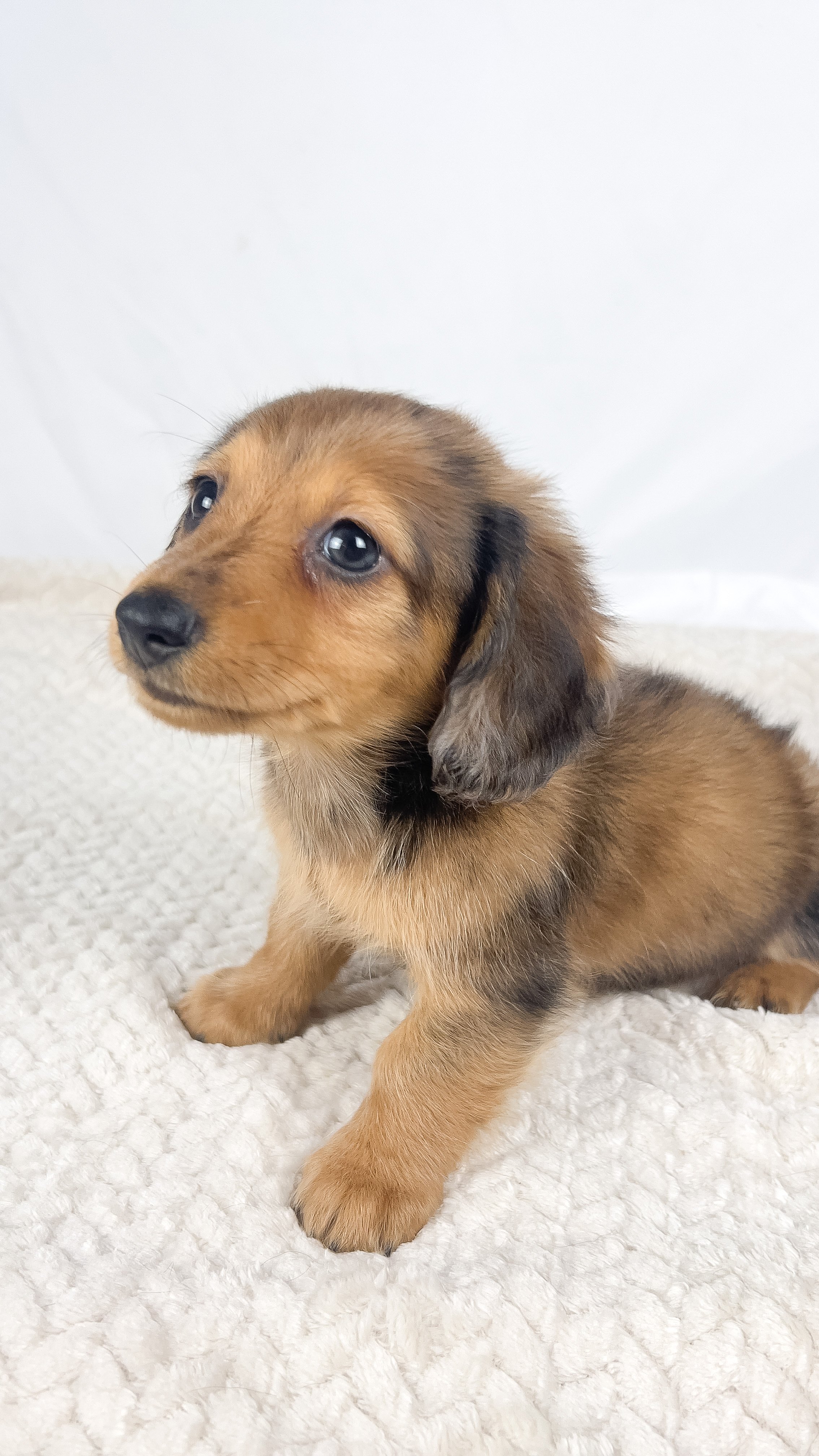 Peanuts (RESERVED, longhaired boy)