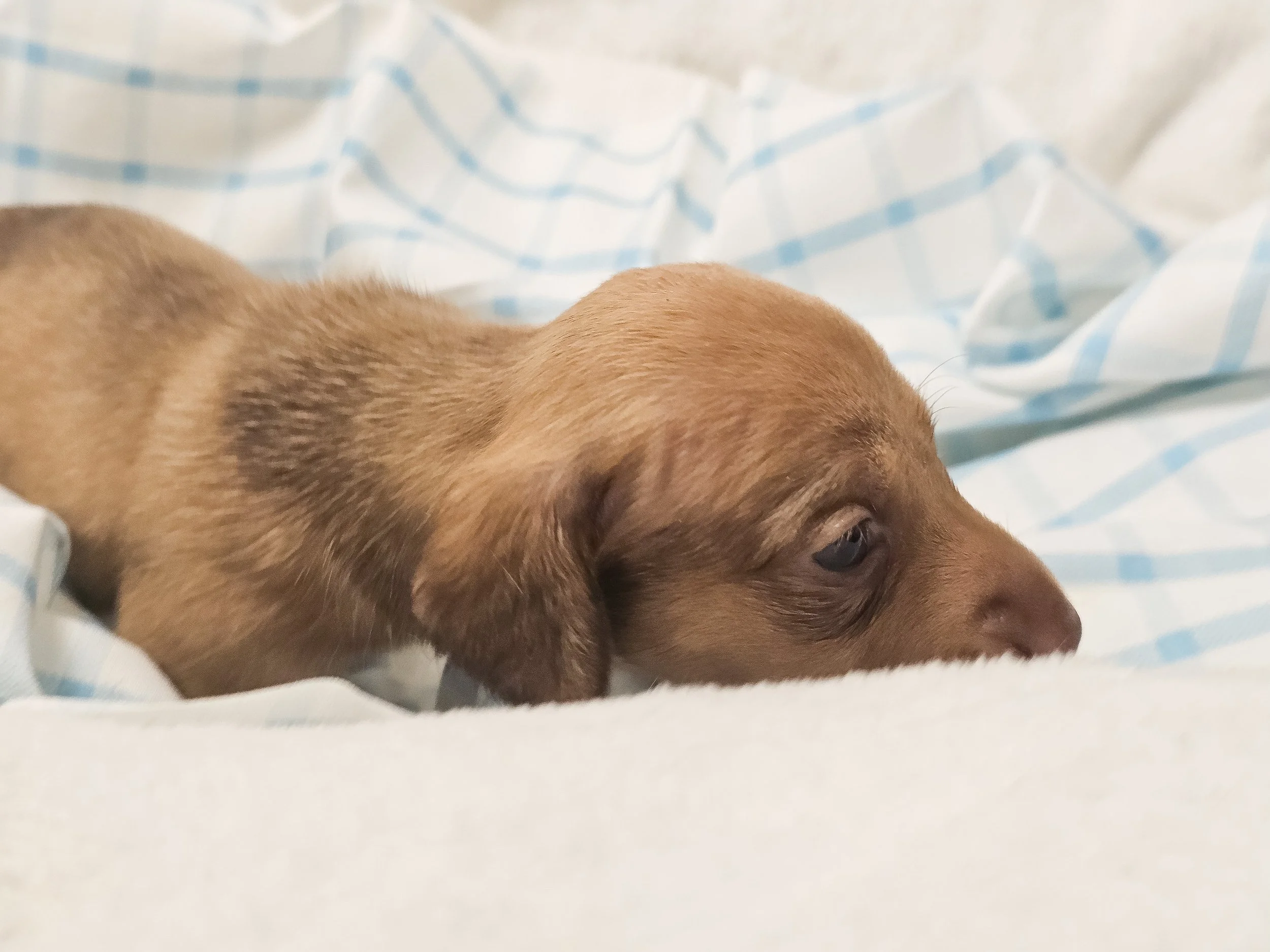 Scoops (shorthaired girl, $2000 with a $500 deposit towards total)