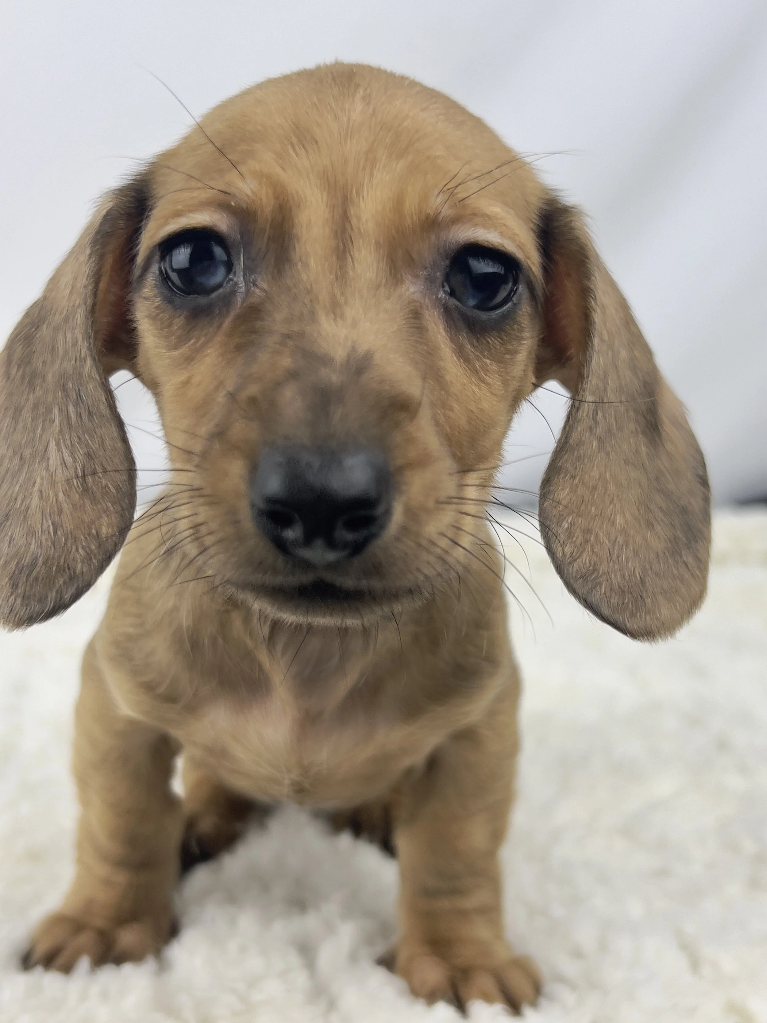 Pumpkin Spice aka Ohana (RESERVED, shorthaired girl)