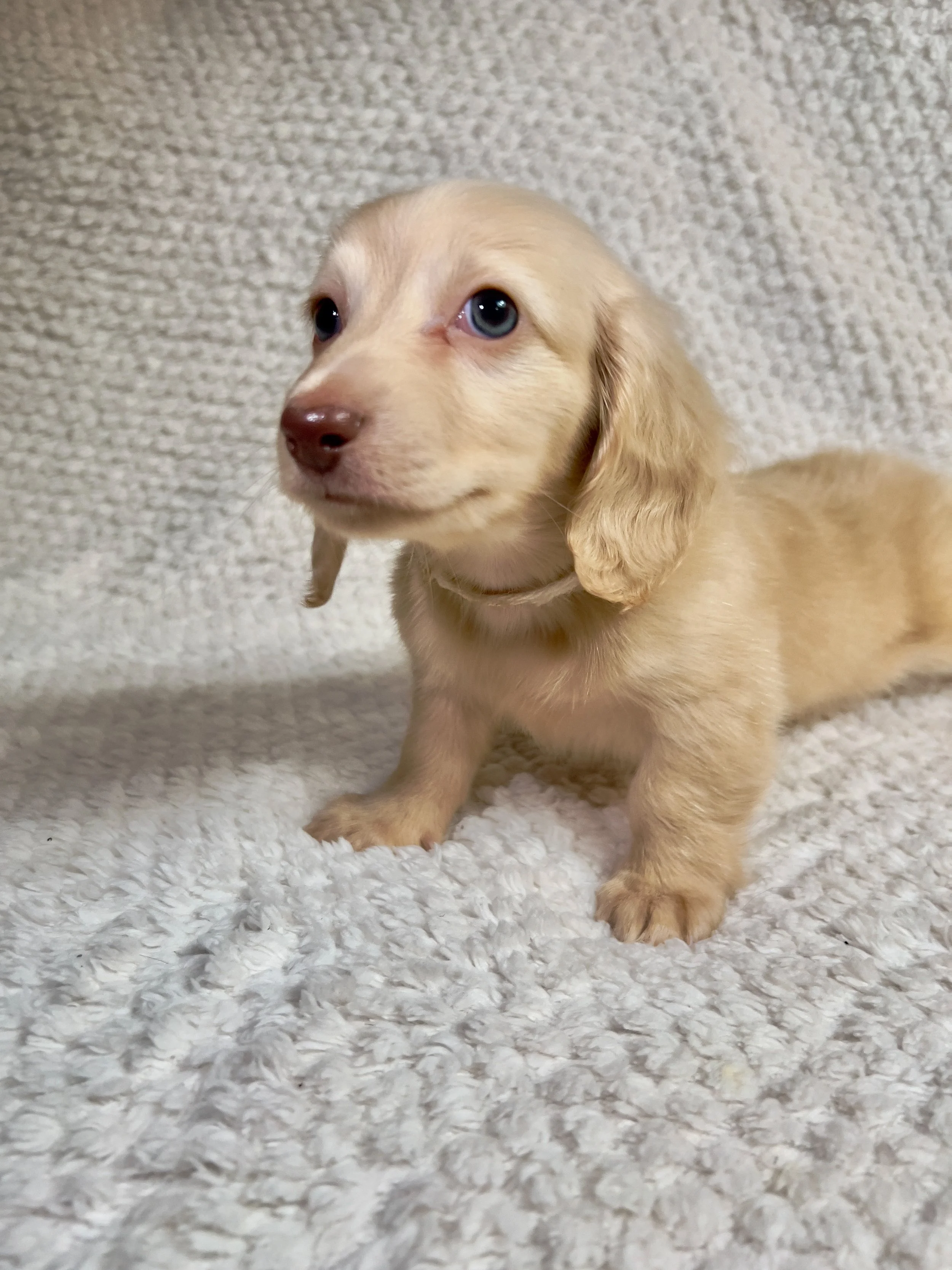 Fireworks aka Santi (RESERVED, longhaired boy)