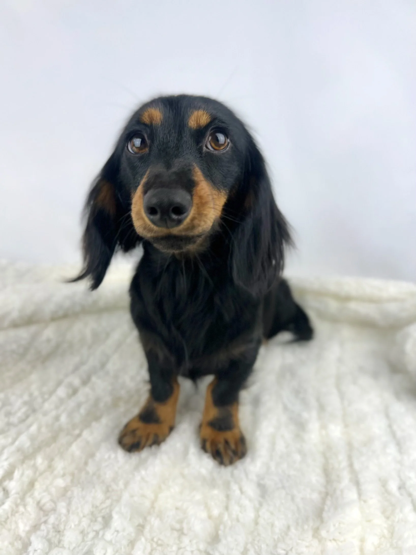 A cute black and tan dachshund with long ears sitting on a white outdoor chair, with trees and a wooden railing in the background on a sunny day.