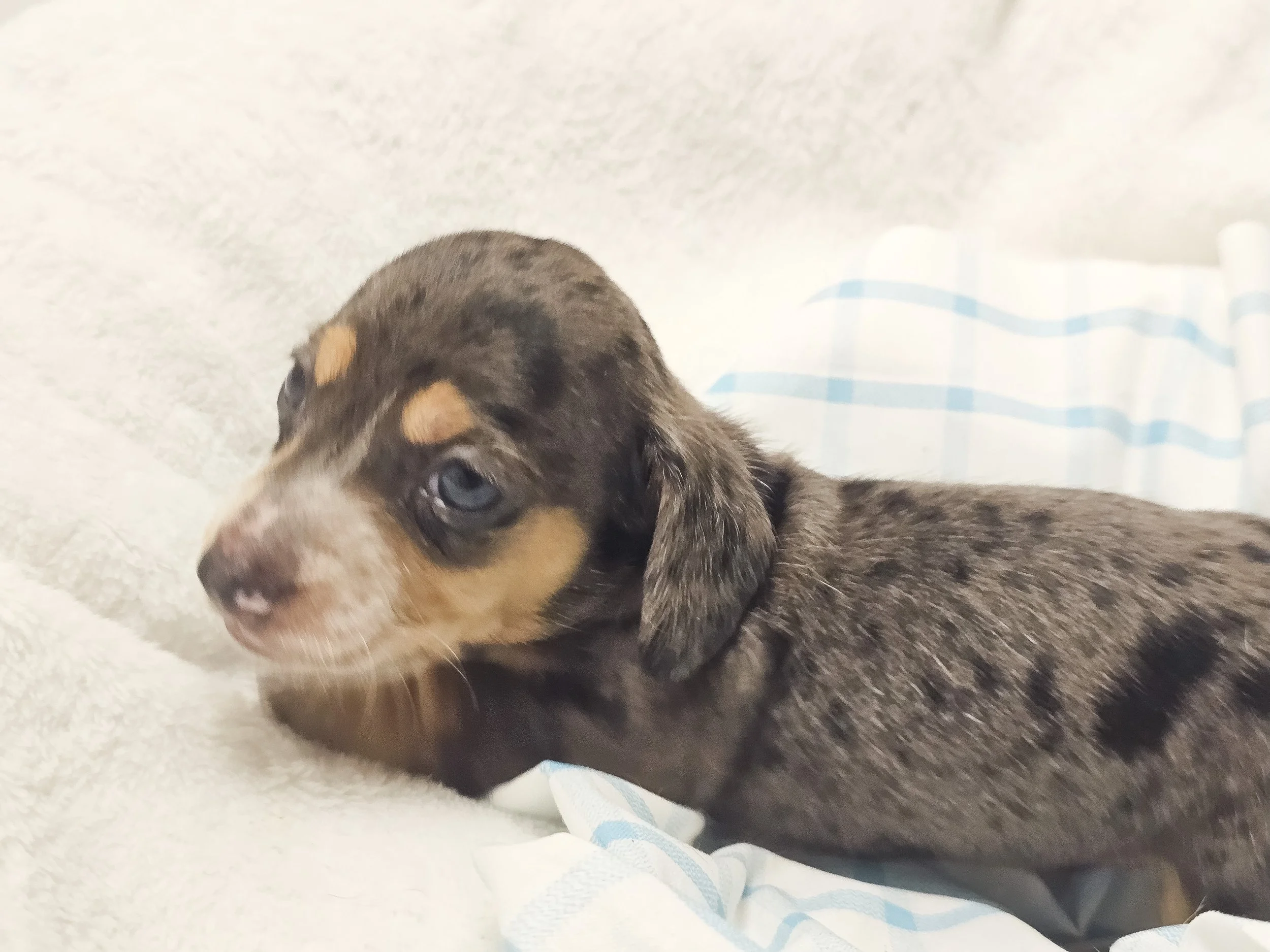 Chili cheese (shorthaired boy, $2500 with a $500 deposit towards total)