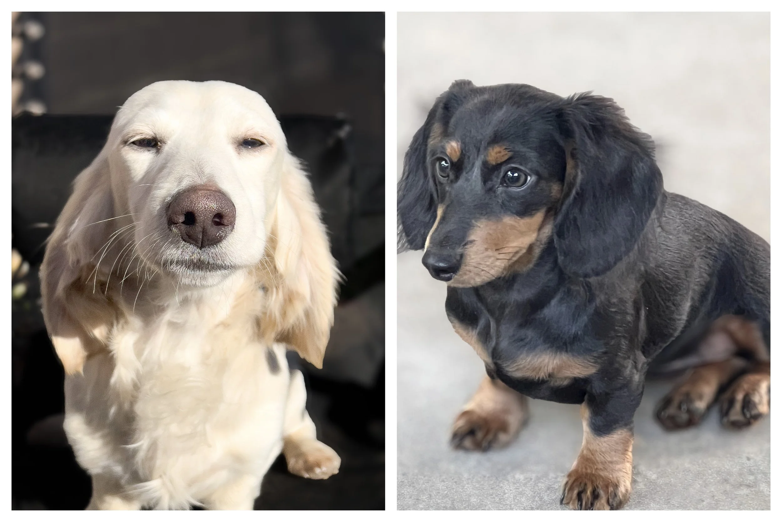 Side-by-side photos of two long-haired dachshund puppies with brown and black fur, both sitting on carpeted floors indoors.