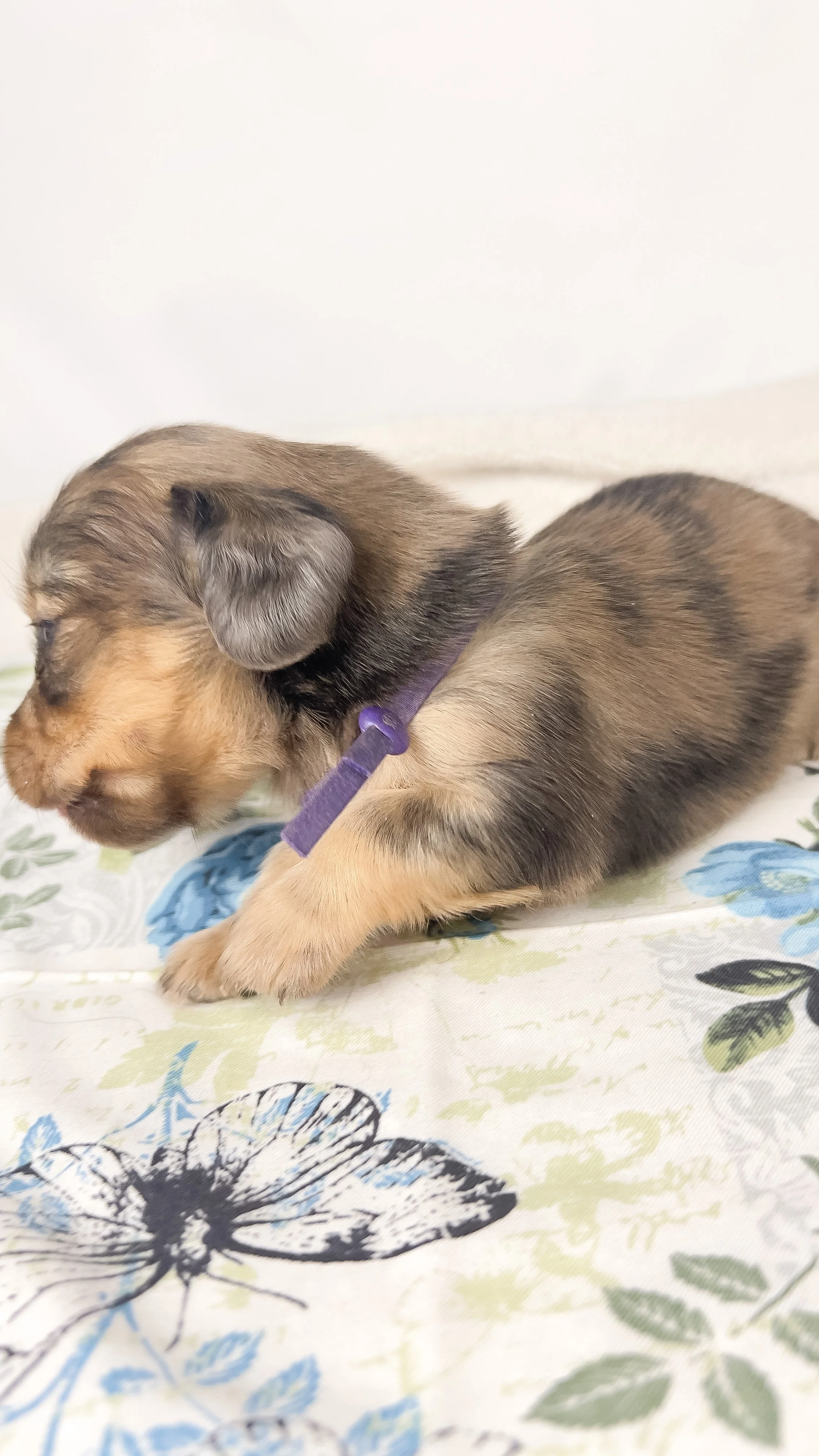Chicken bake (RESERVED, longhaired boy)