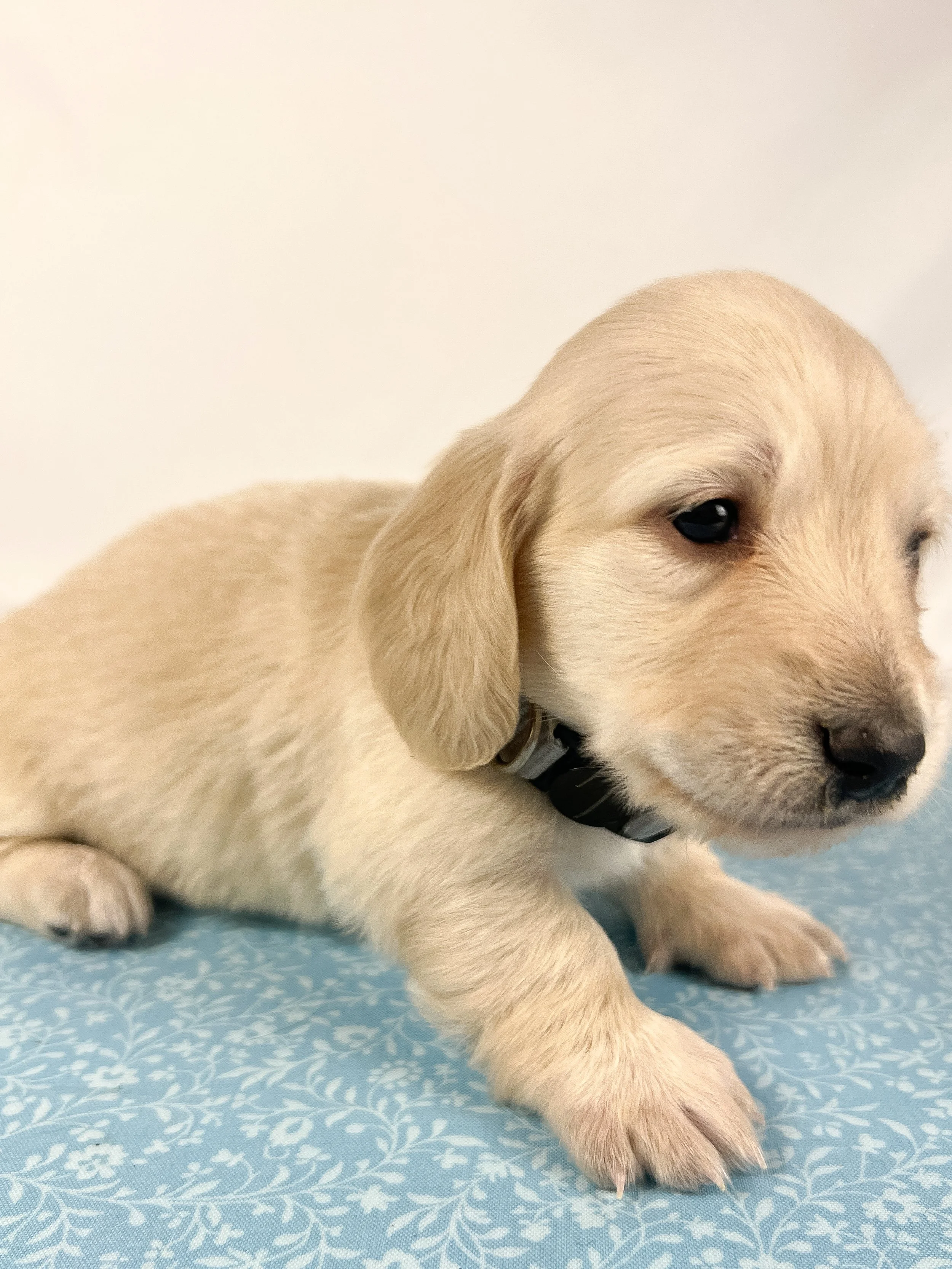 Parmesan aka Wally (RESERVED, longhaired boy)