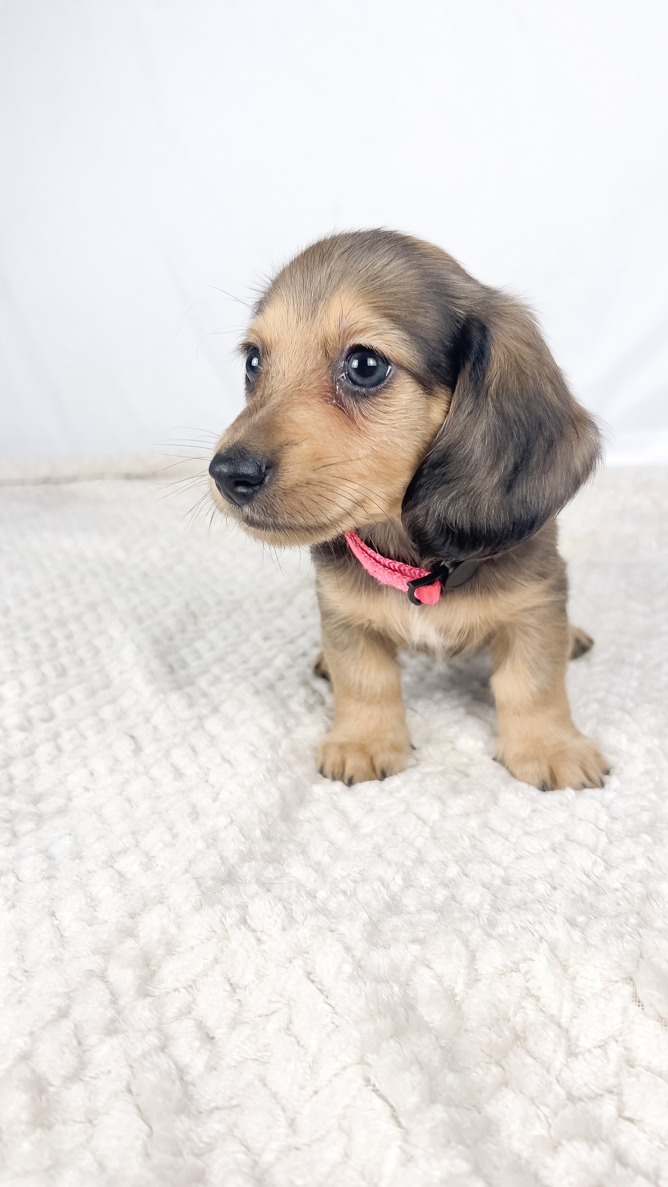 Cherry (RESERVED, longhaired boy)