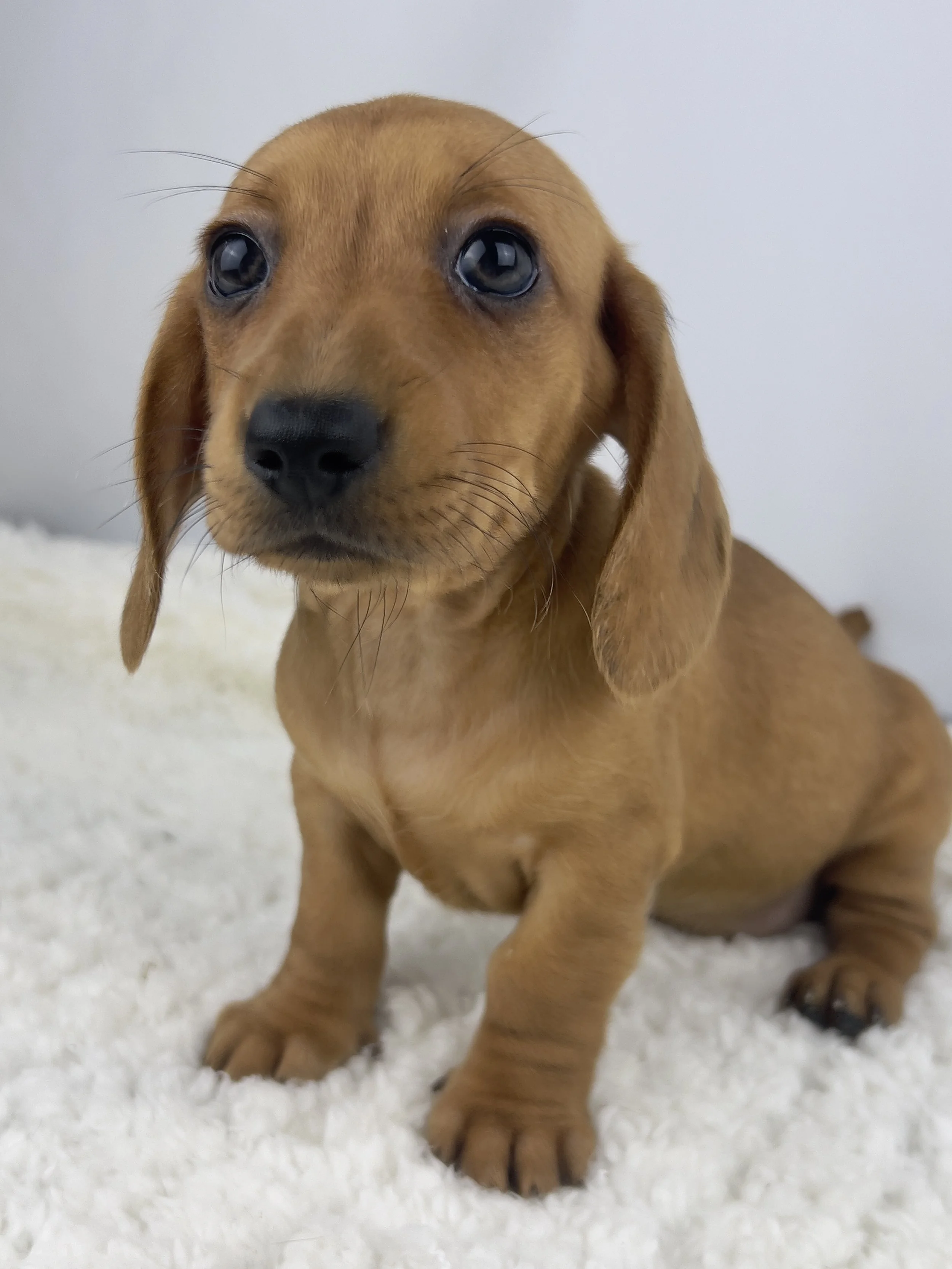 Cookie Butter (RESERVED, shorthaired girl)