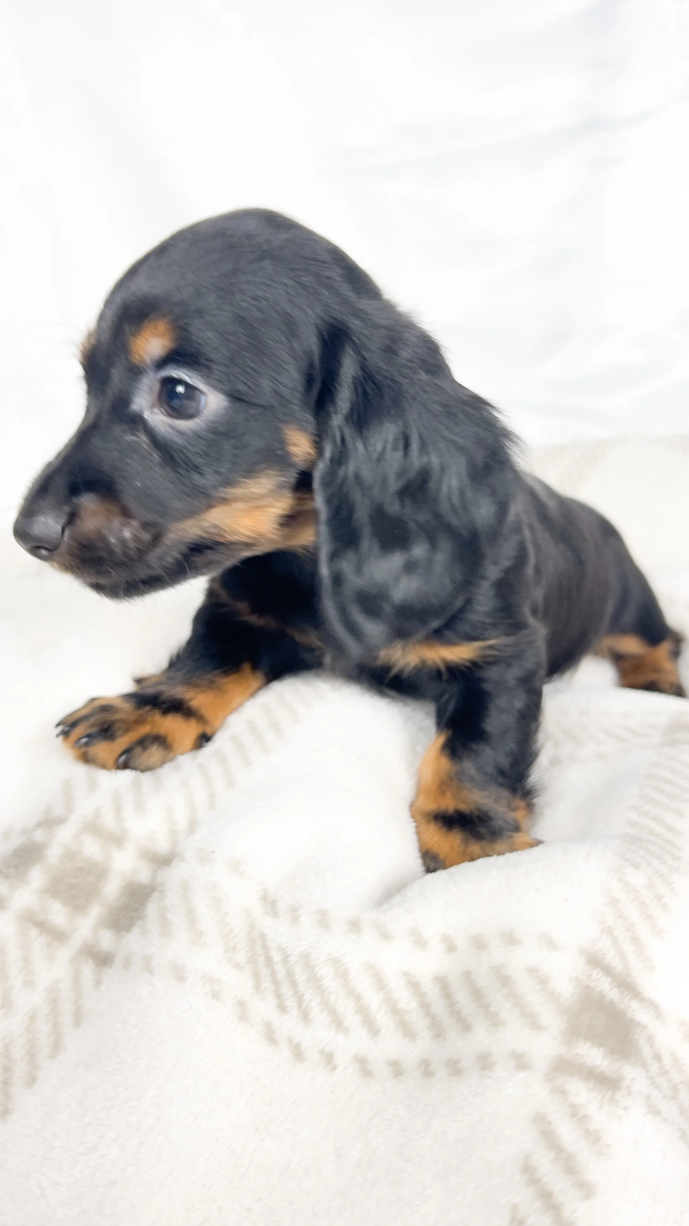 Brown sugar (RESERVED, longhaired boy)