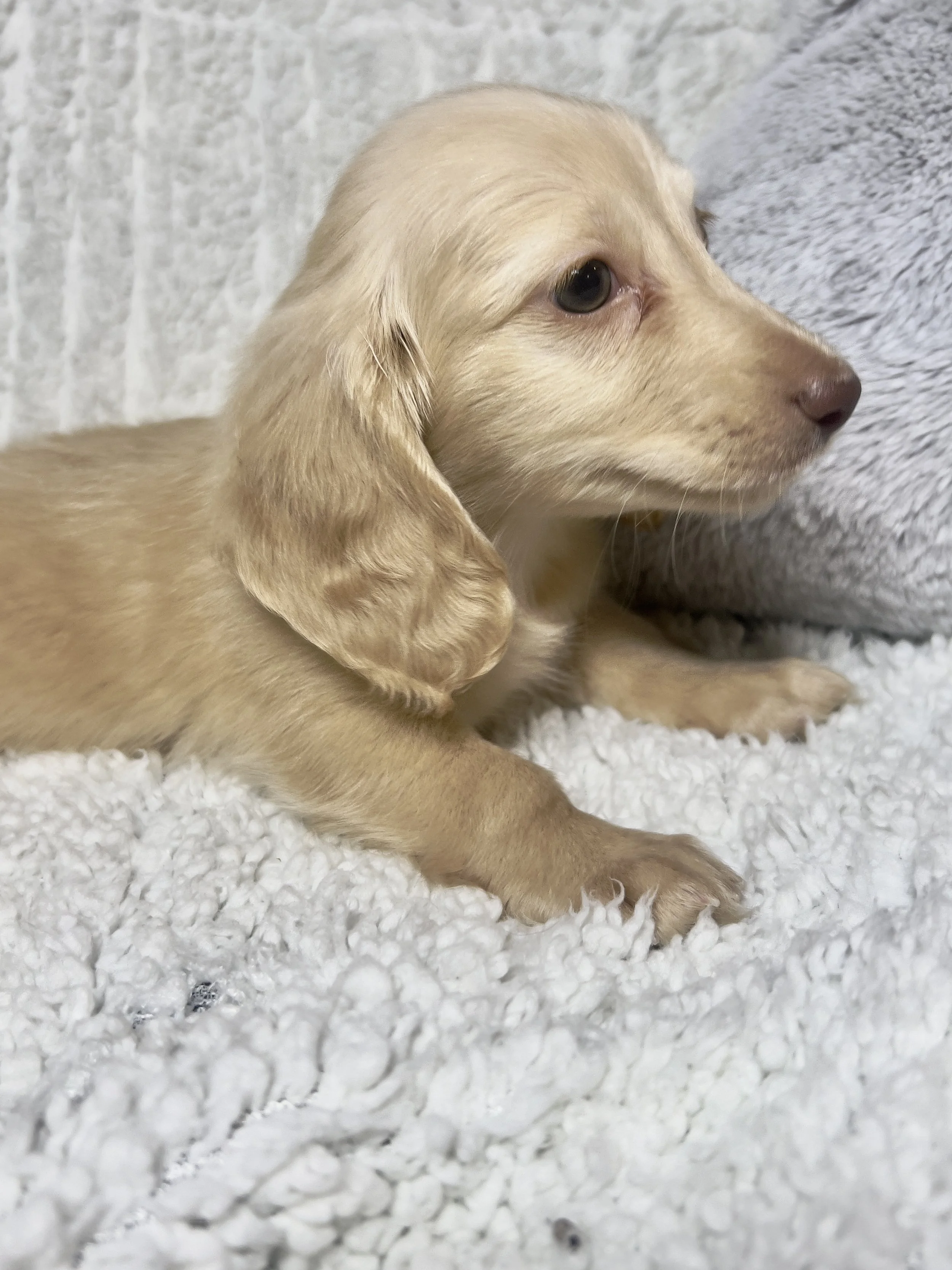 Fireworks aka Santi (RESERVED, longhaired boy)