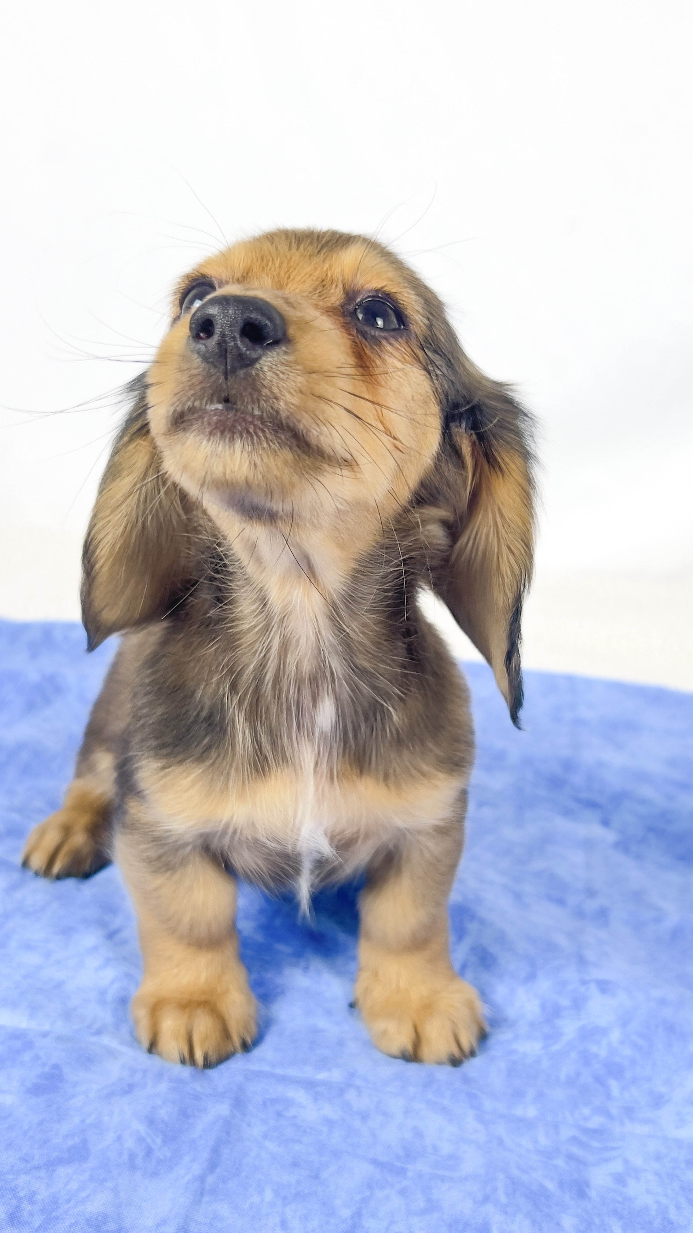 Cherry (RESERVED, longhaired boy)