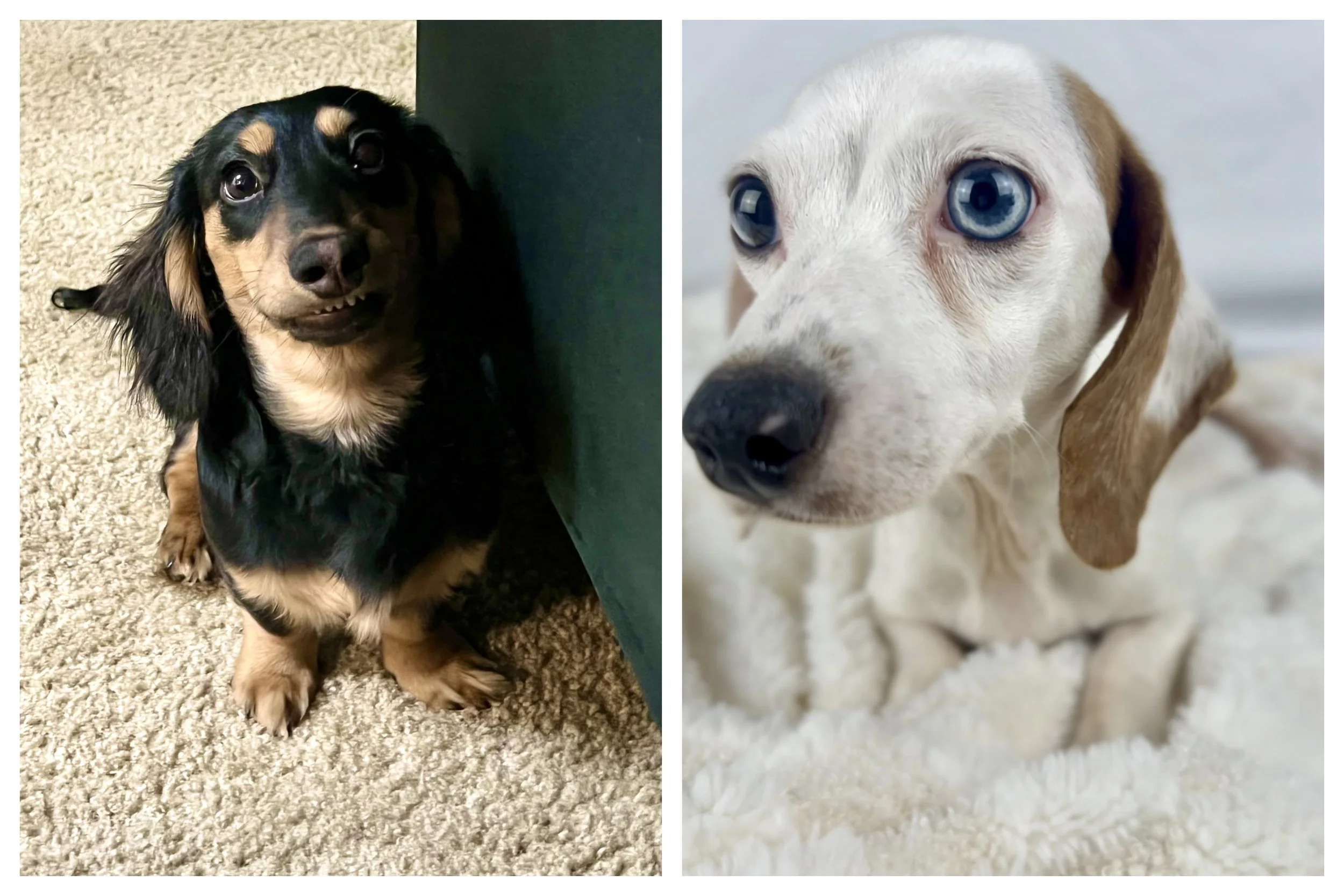 Side-by-side photos of two long-haired dachshund puppies with brown and black fur, both sitting on carpeted floors indoors.