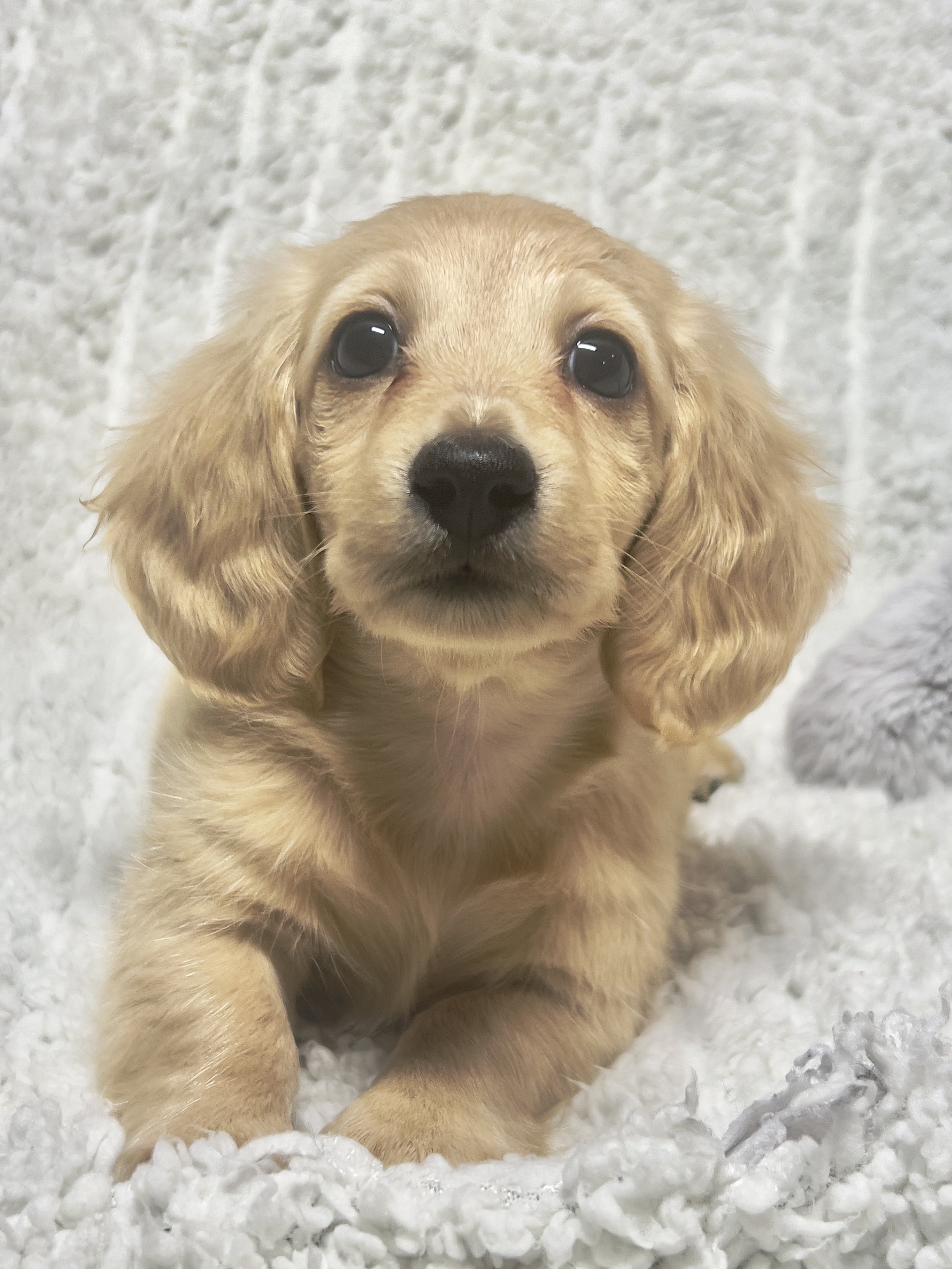 Confetti aka Dobby (RESERVED, longhaired boy)
