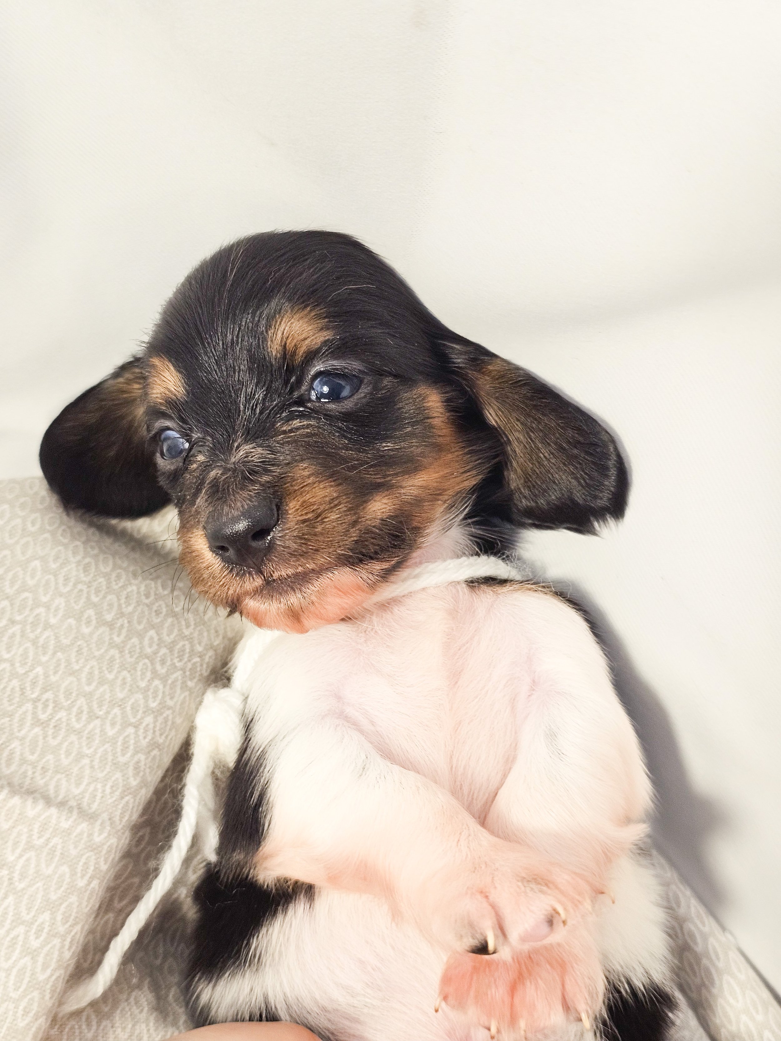 Marshmallow (longhaired boy, $4000 with a $500 deposit towards the total)