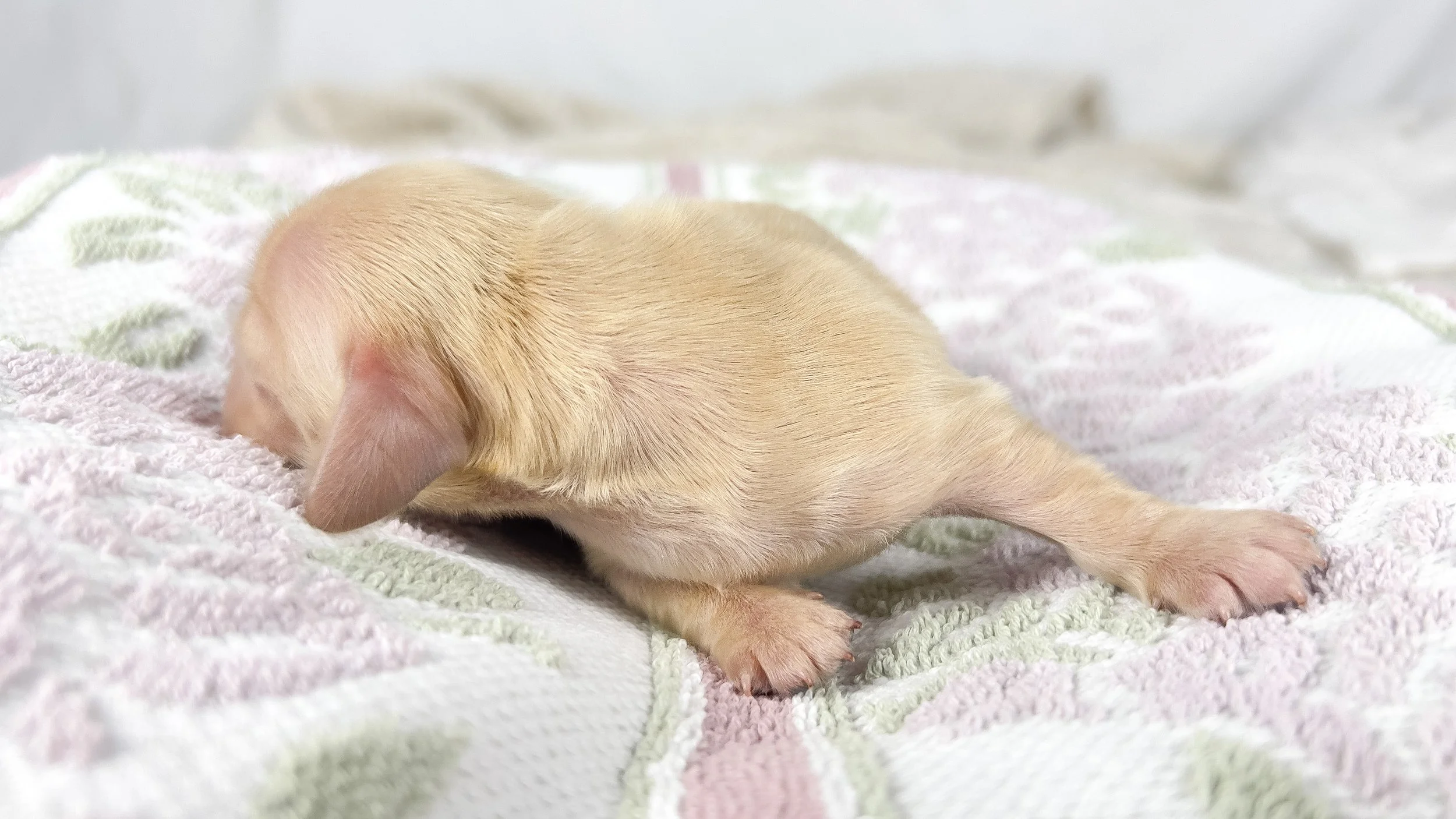 Wafer (longhaired boy, $4000 with a $500 deposit towards total)