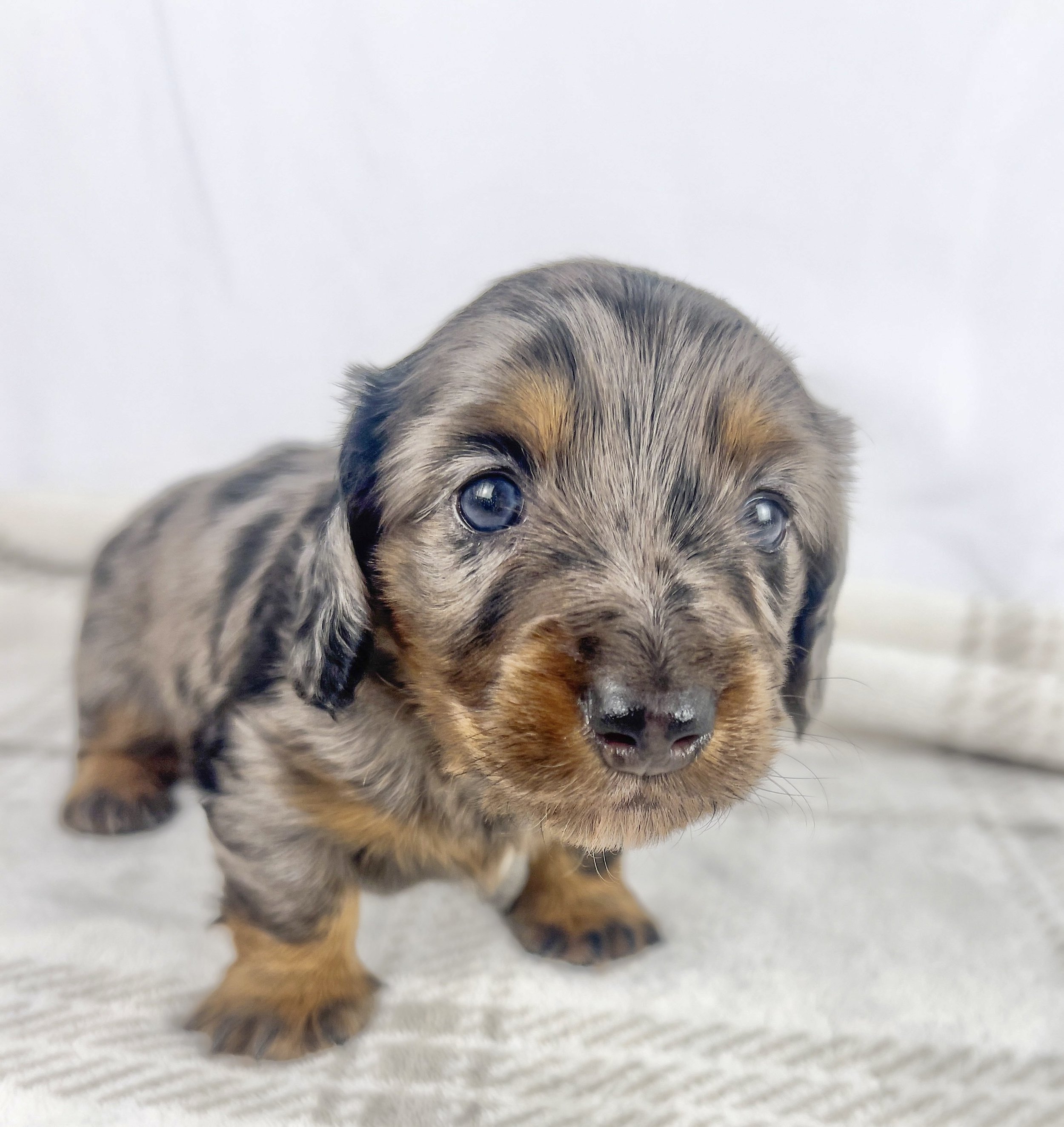 Cadbury aka Winston (RESERVED, longhaired boy)