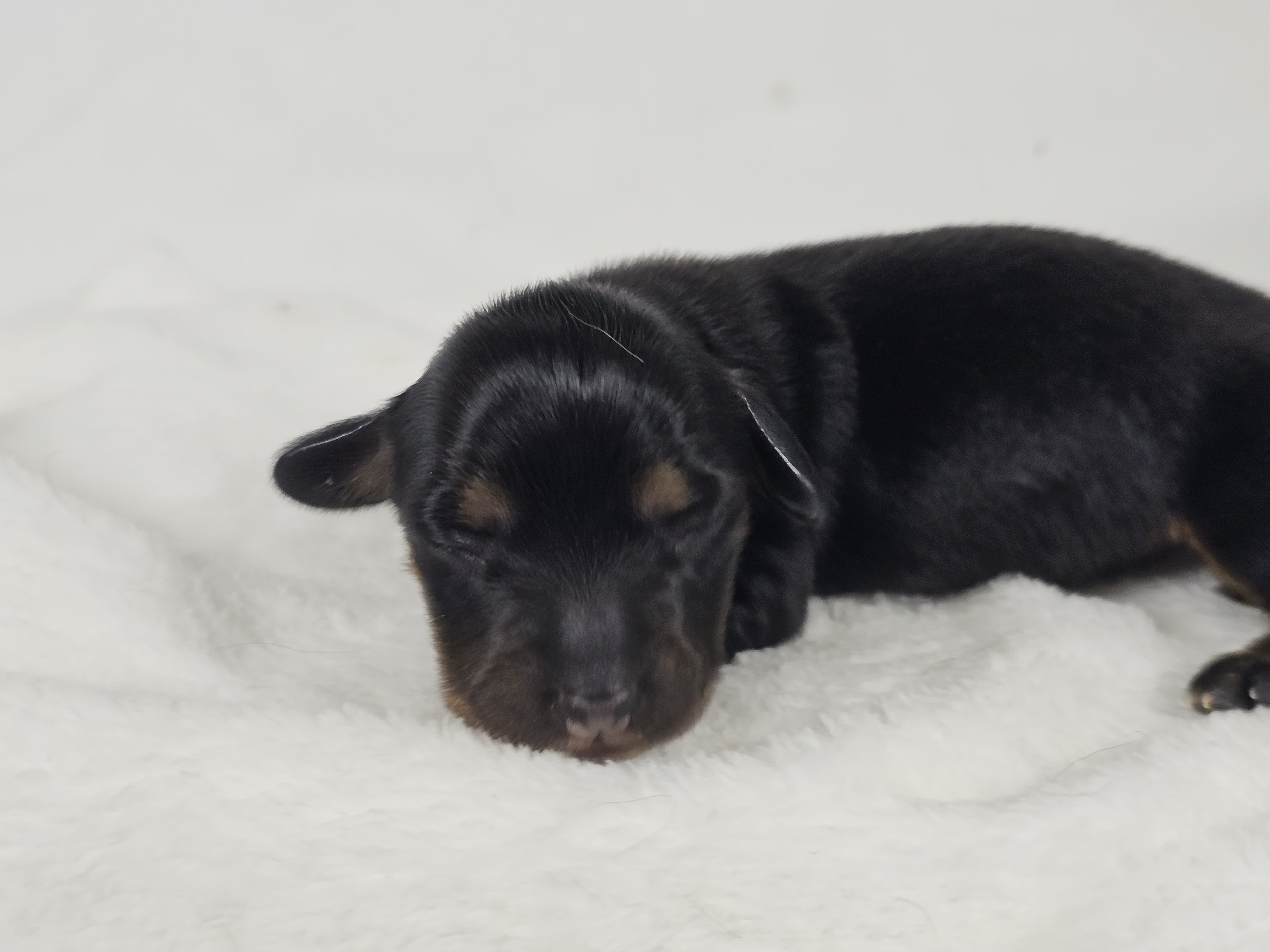 Limon (longhaired girl, $3000 with a $500 deposit towards total)