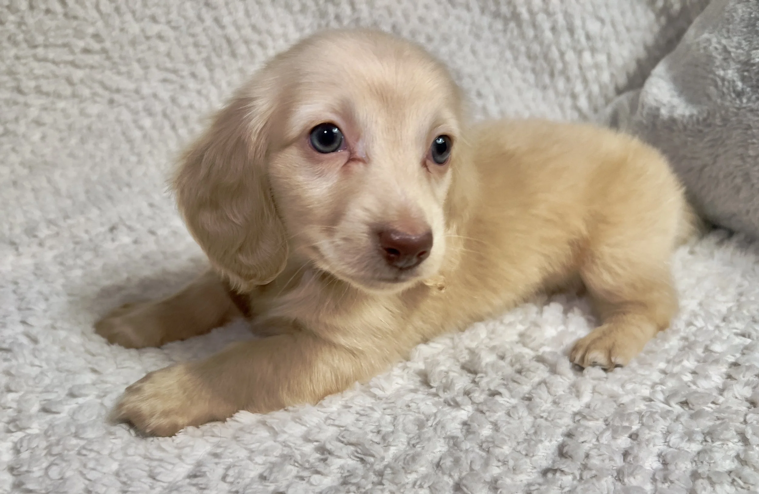 Fireworks aka Santi (RESERVED, longhaired boy)