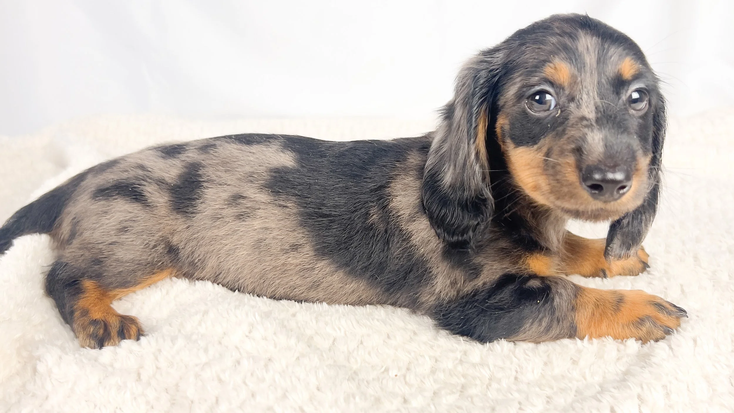 Honeydew (RESERVED, longhaired boy)
