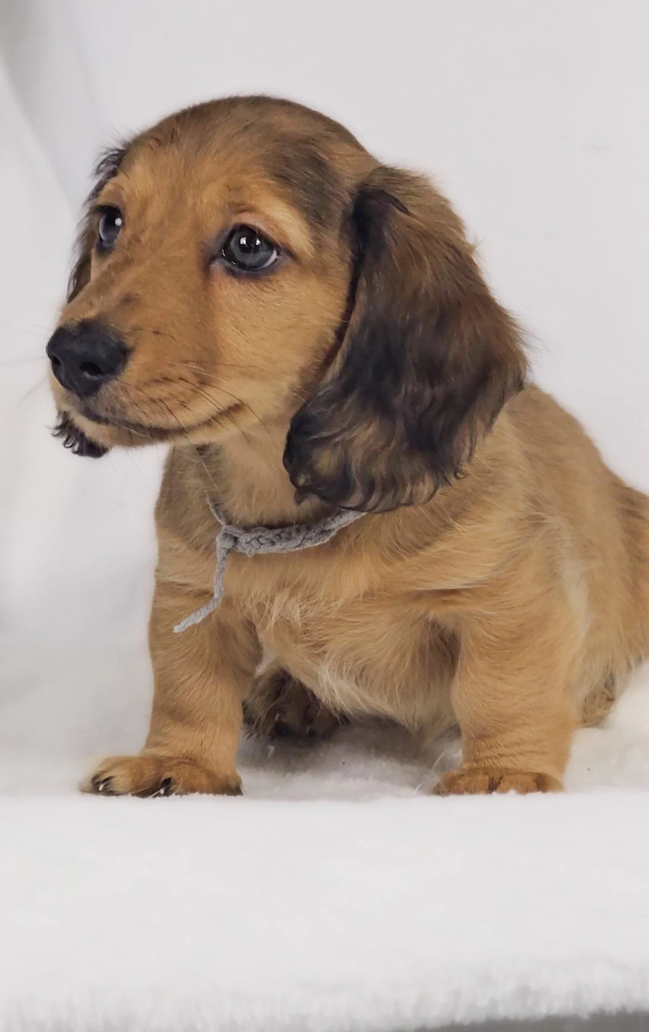 Shell (RESERVED, longhaired boy)