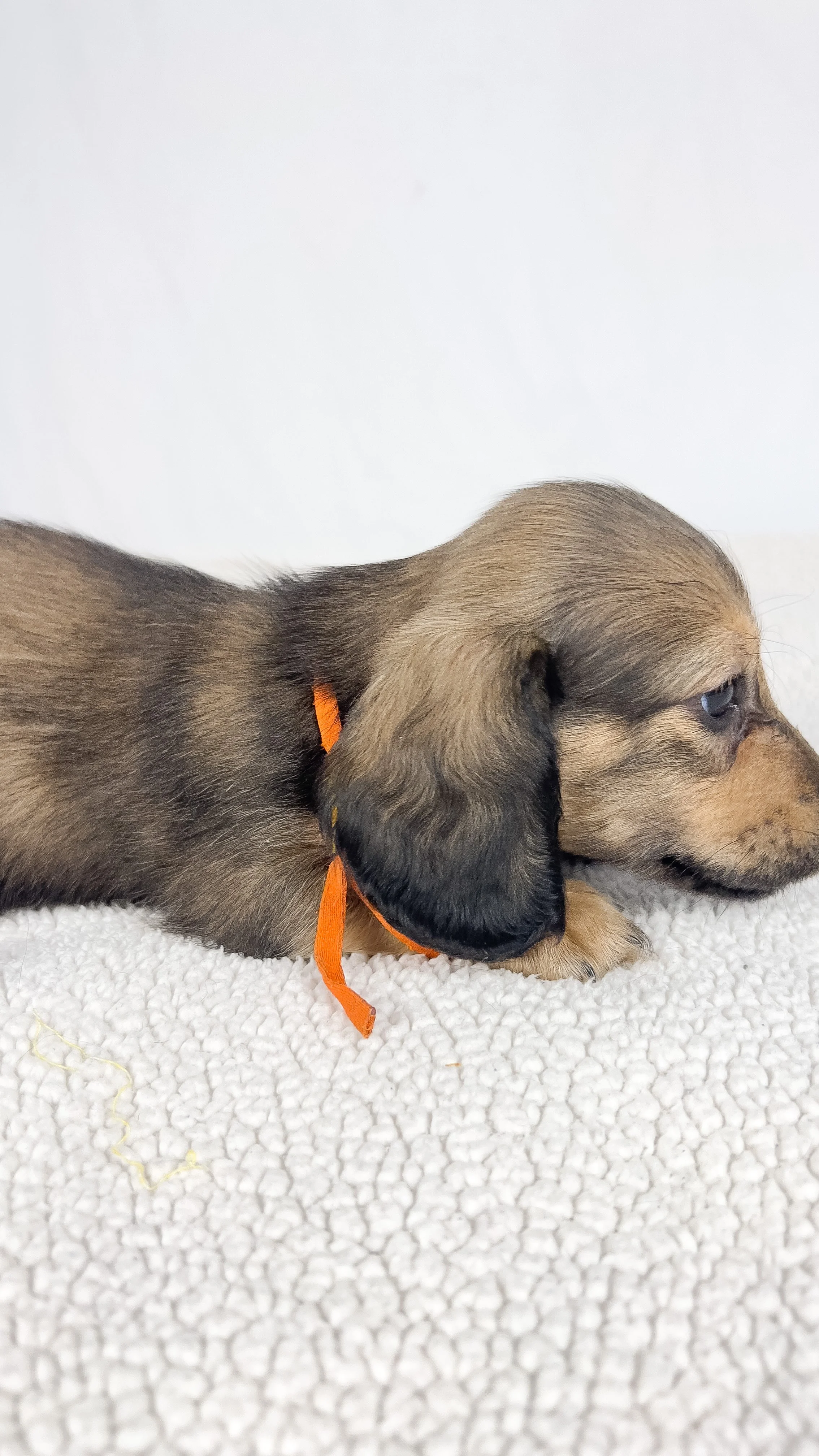 Frank aka Juiceppi (RESERVED, longhaired boy)