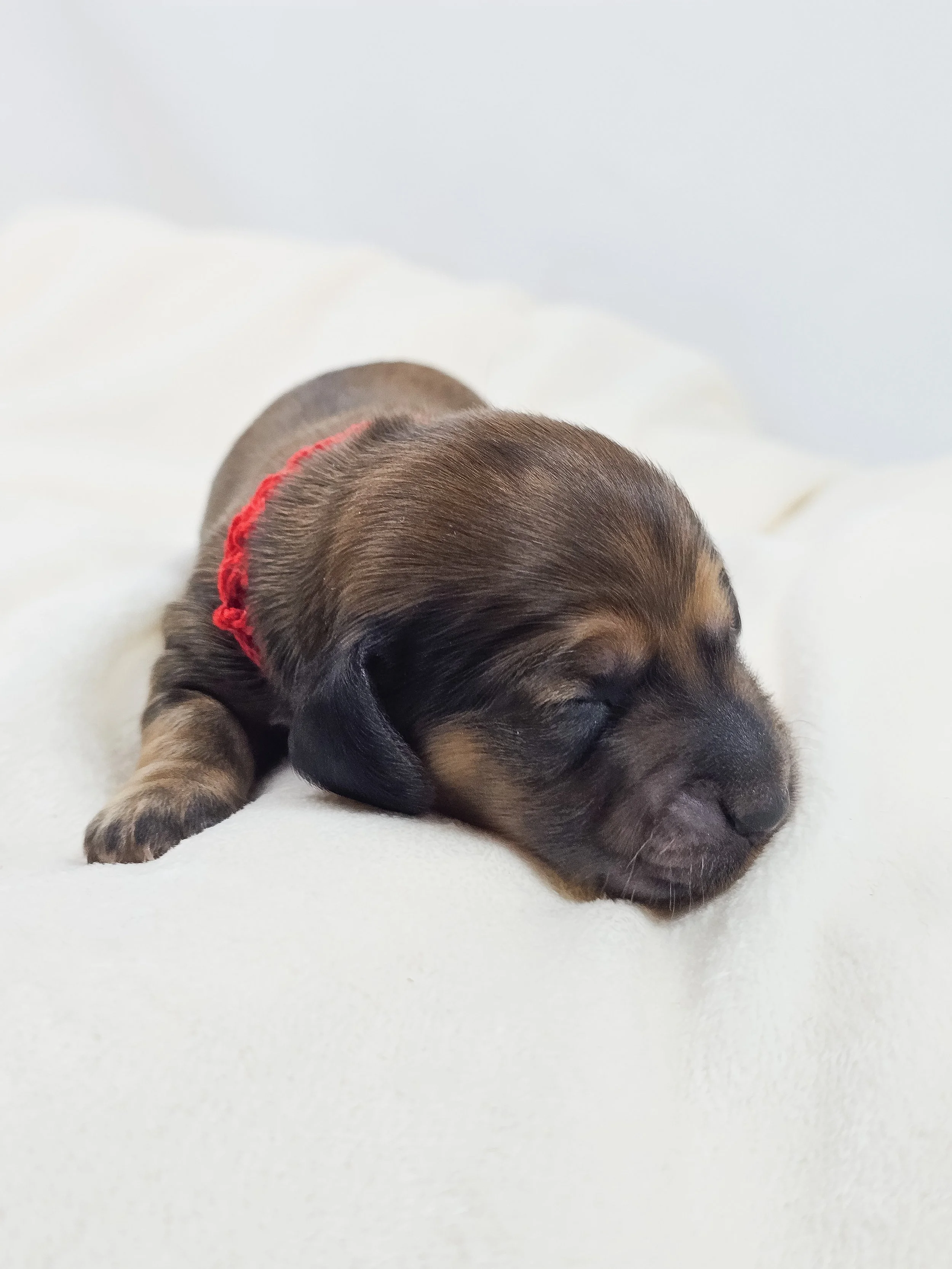 Patty (longhaired boy, $3300 with a $500 deposit towards total)